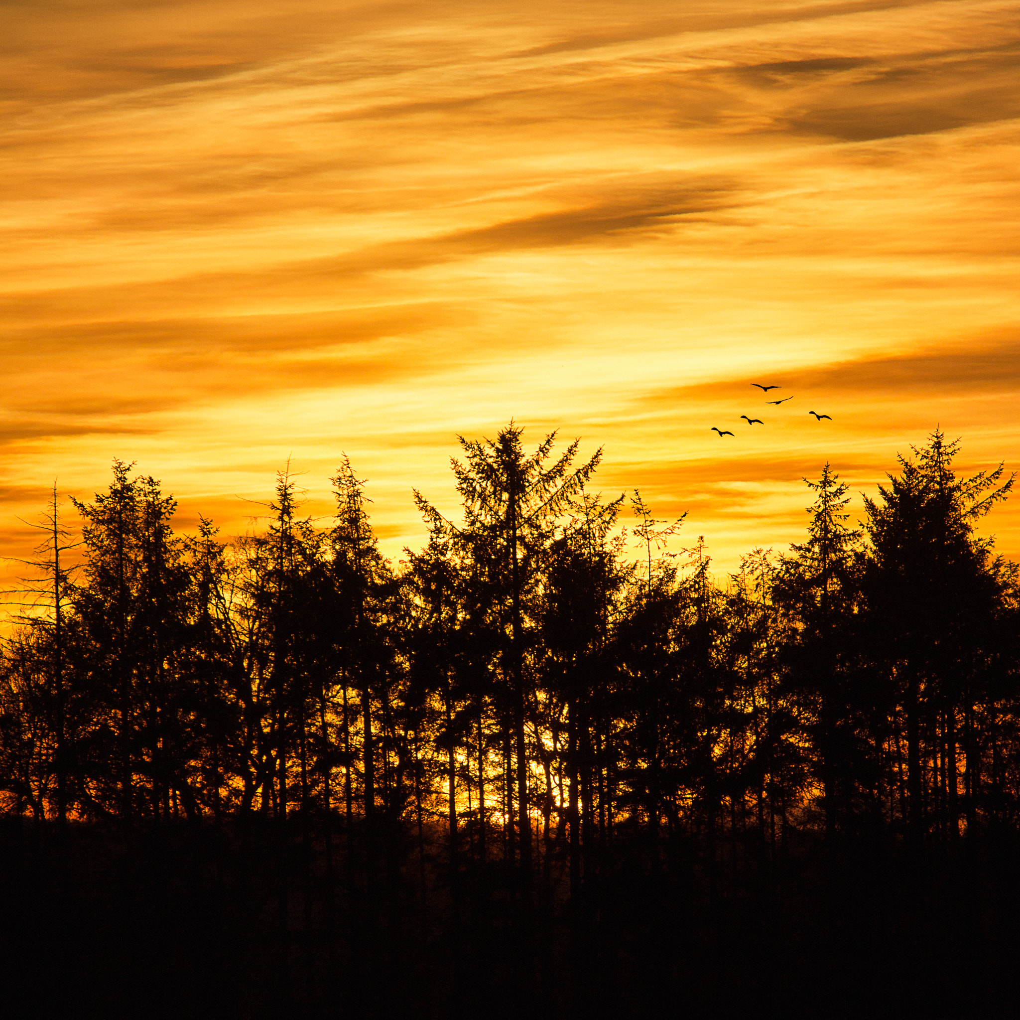 Canon EF-S 55-250mm F4-5.6 IS II sample photo. #fire2 photography