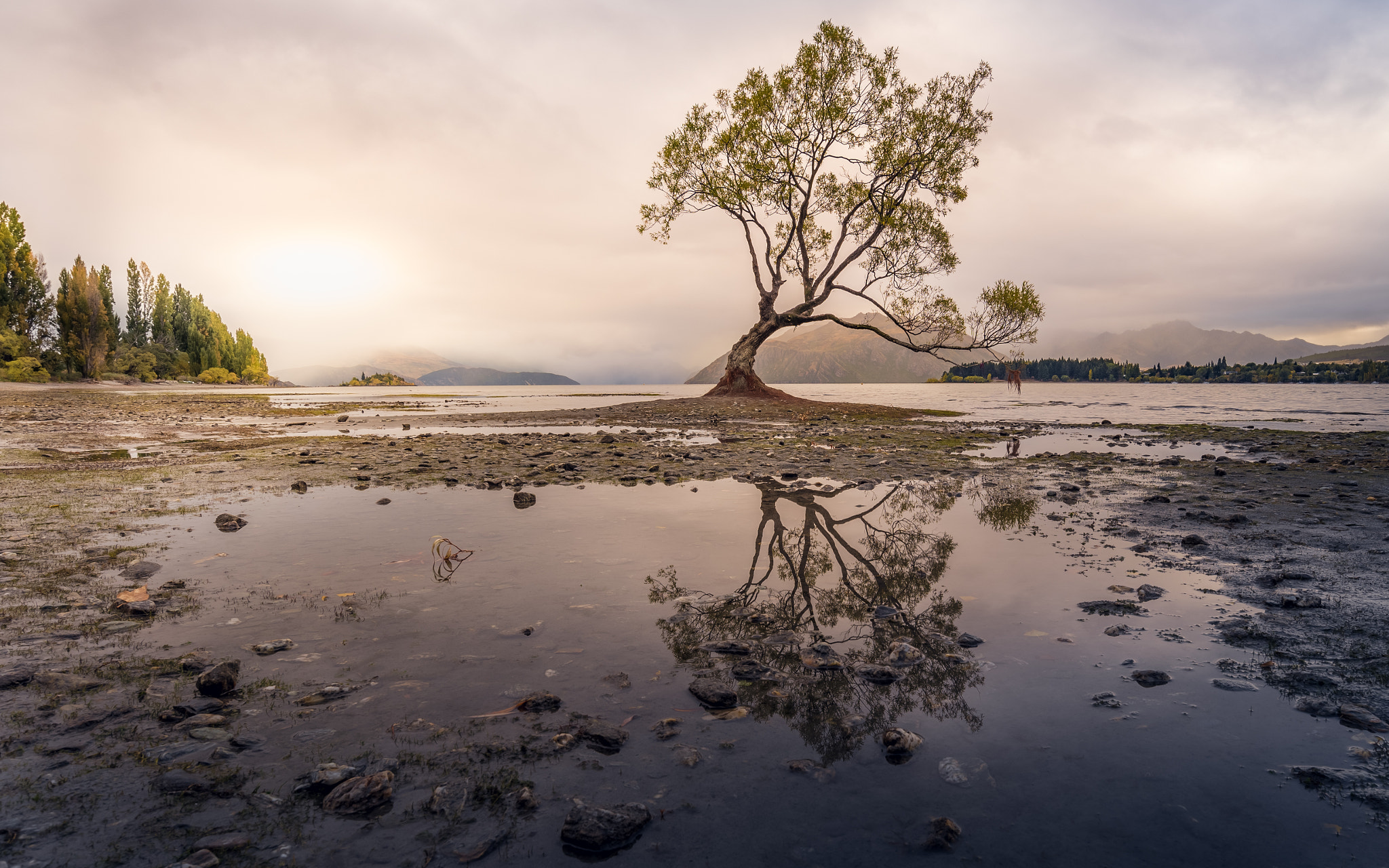 Nikon D750 + Nikon AF-S Nikkor 18-35mm F3.5-4.5G ED sample photo. Wanaka tree photography