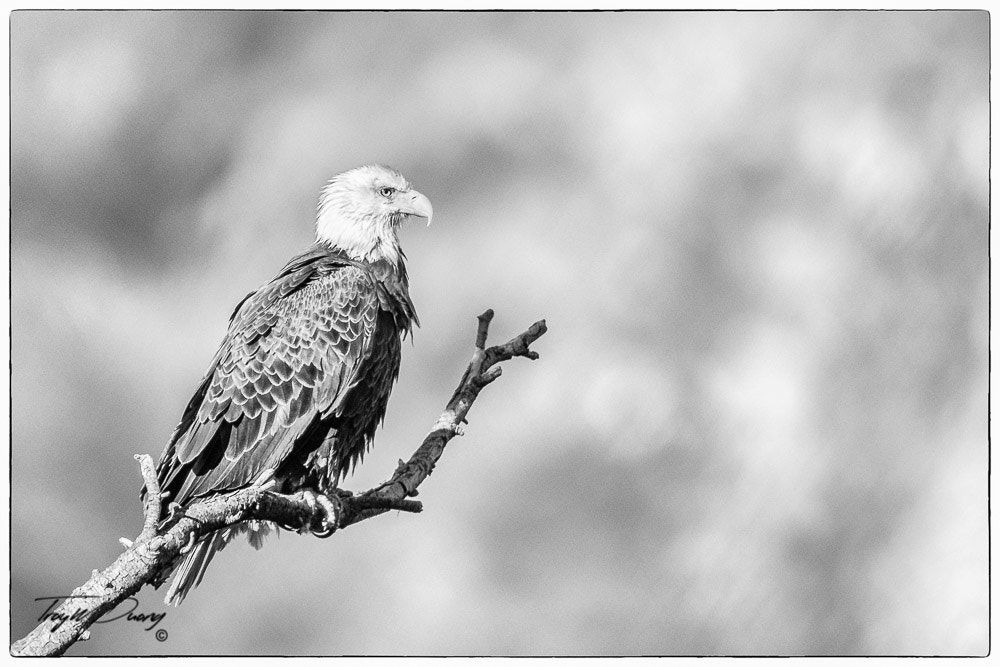 Canon EF 600mm F4L IS II USM sample photo. Guarding the nest. photography