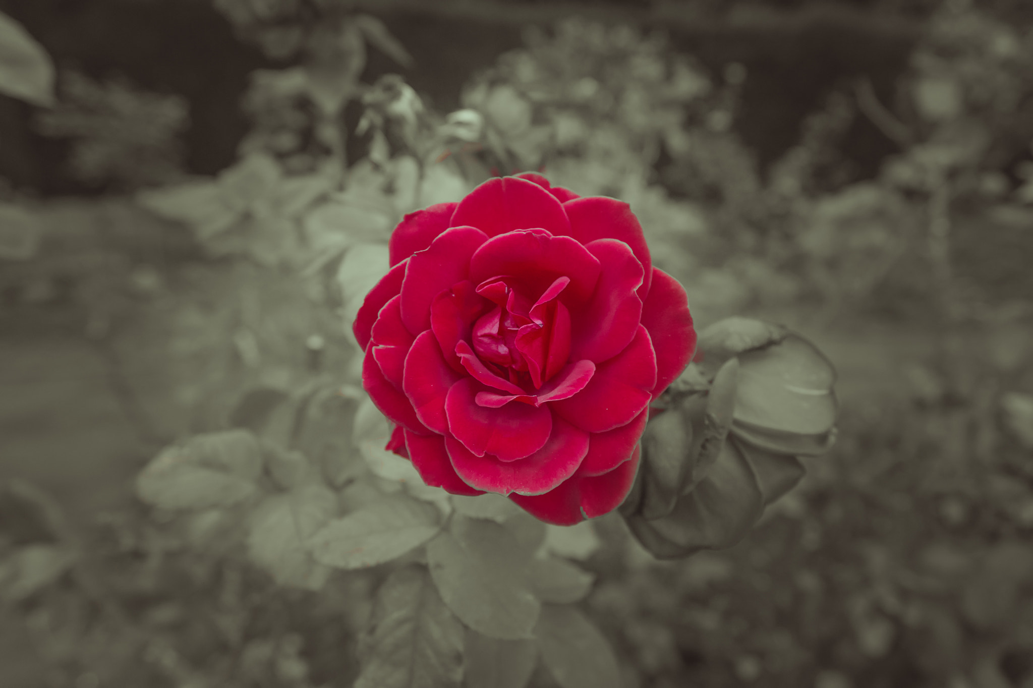 Nikon AF-S Nikkor 18-35mm F3.5-4.5G ED sample photo. Red rose photography