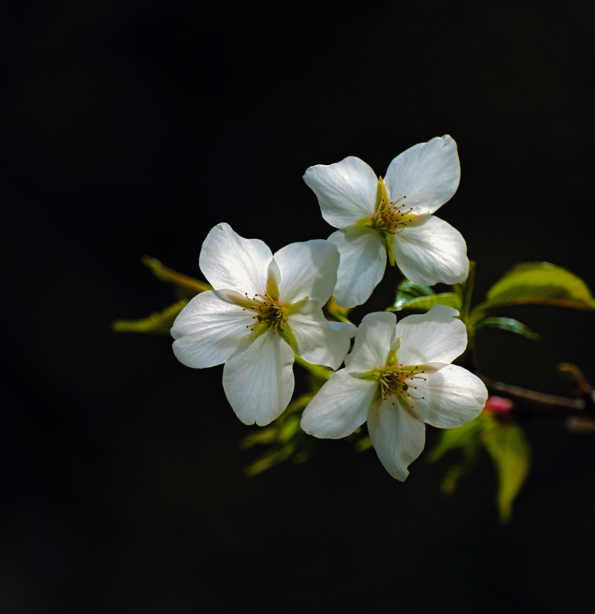 Sony a7R II sample photo. White and black photography