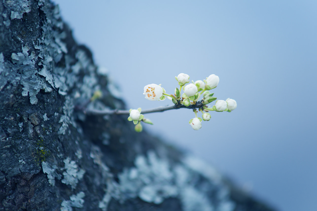 Sony Alpha DSLR-A850 + Minolta AF 70-210mm F4 Macro sample photo. Blossom photography