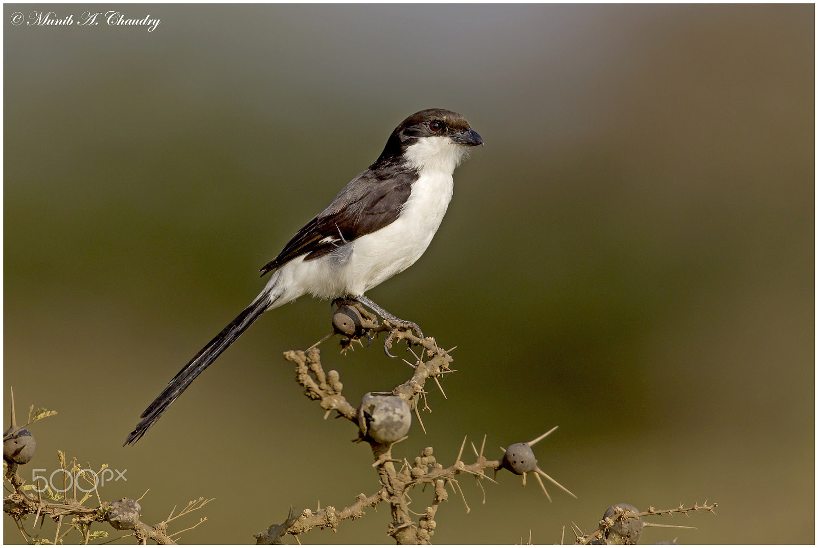 Canon EOS-1D Mark IV + Canon EF 600mm f/4L IS sample photo. The fiscal! photography