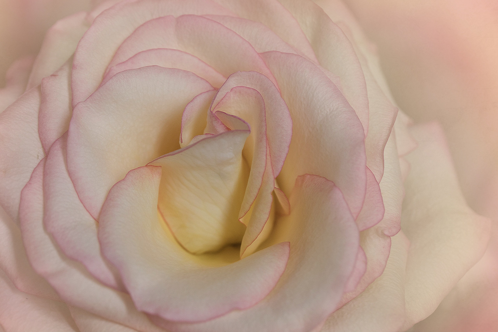 Canon EF 100mm F2.8L Macro IS USM sample photo. Softness photography