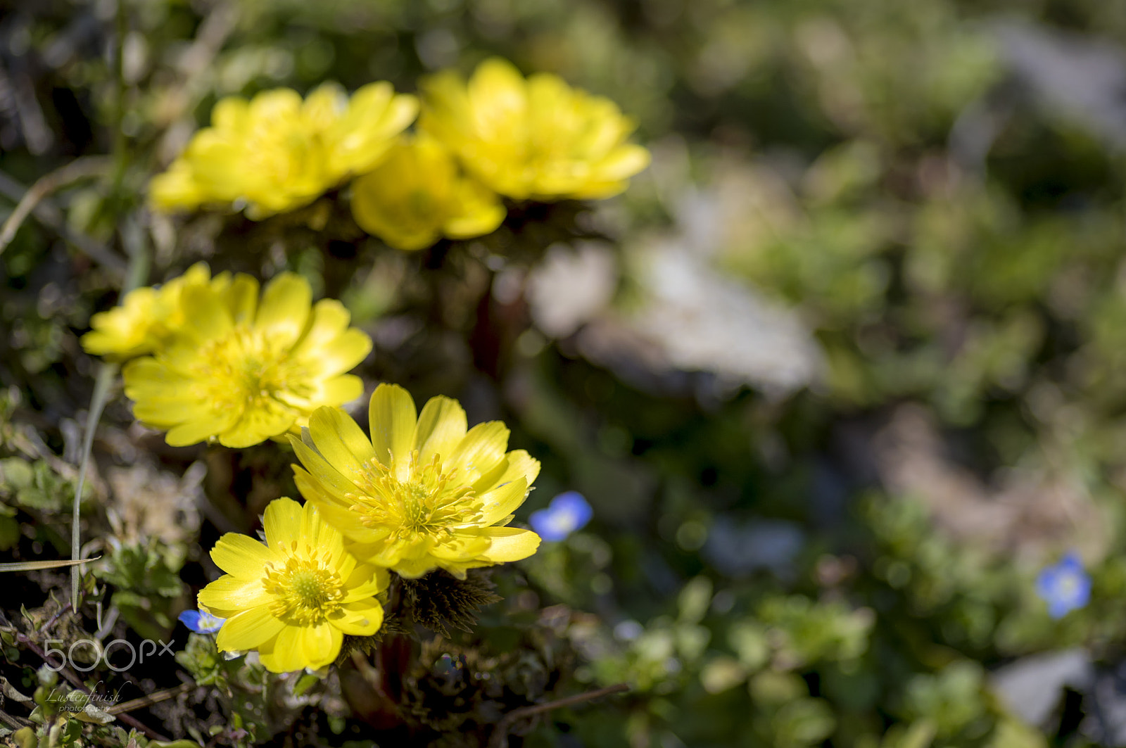 Nikon D810 + Tokina AT-X Pro 100mm F2.8 Macro sample photo. Adonis of yellow photography