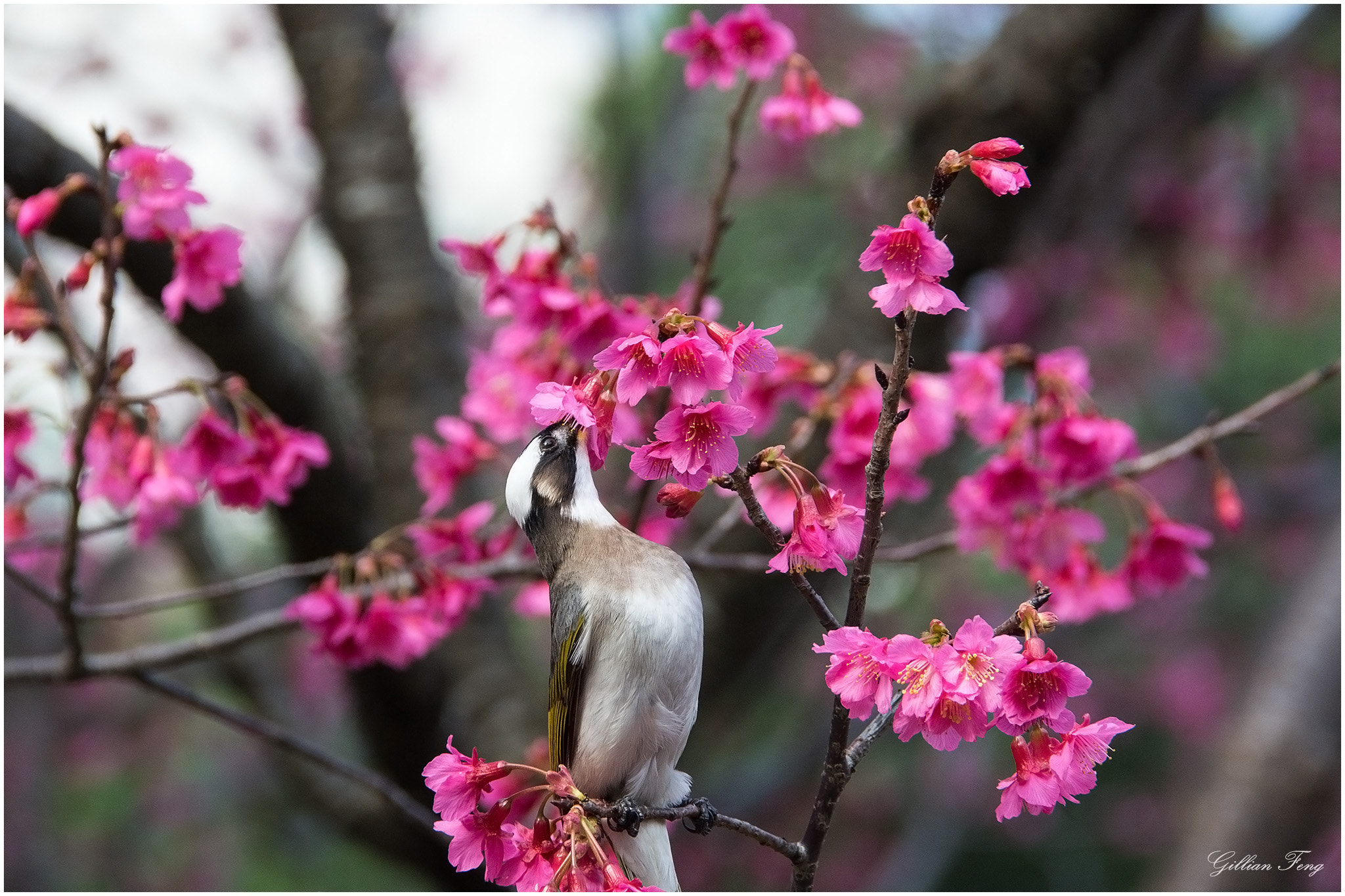 Nikon D7100 + Nikon AF-S DX Nikkor 18-300mm F3.5-5.6G ED VR sample photo. Chinese bubul photography