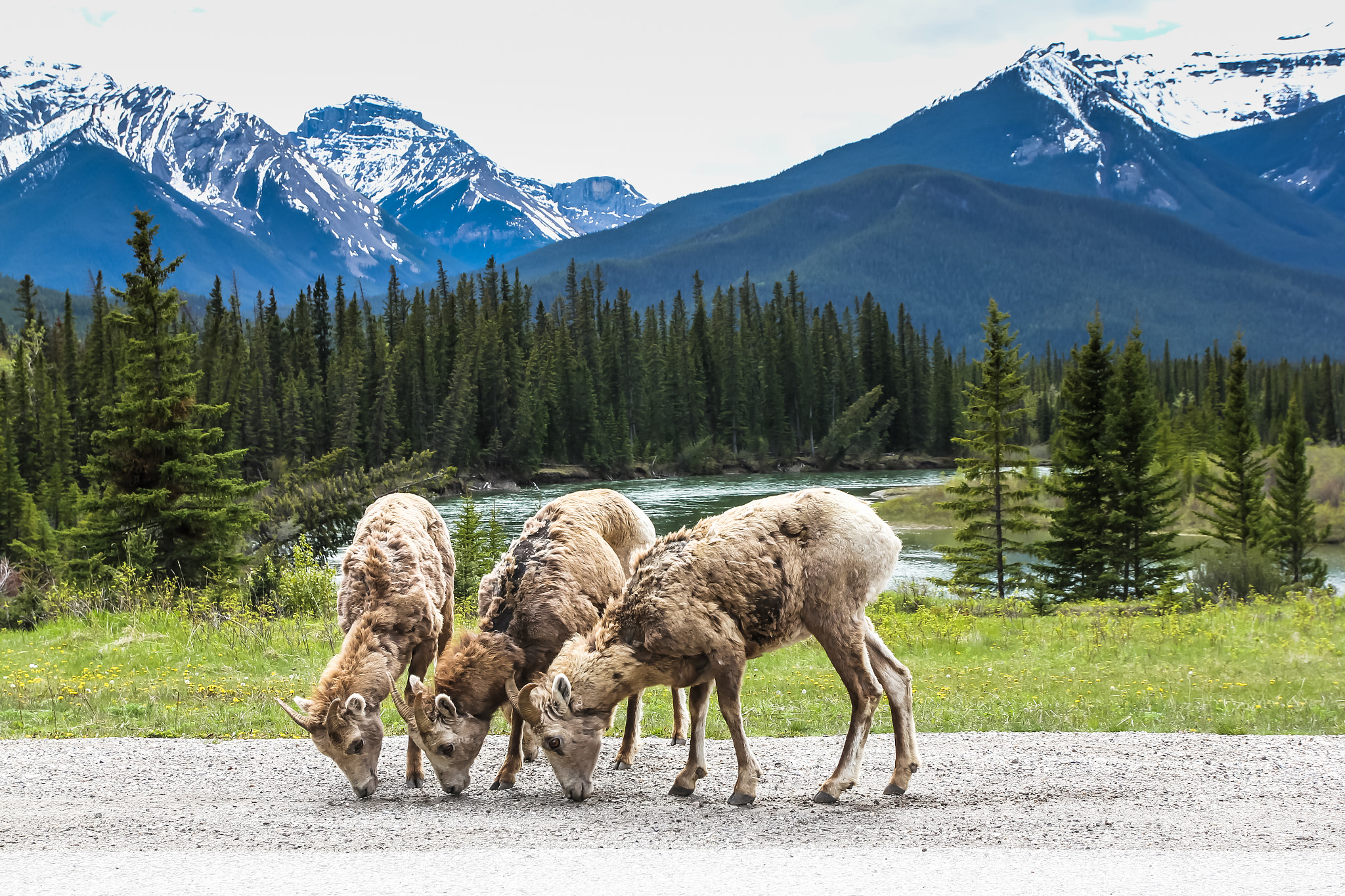 Canon EOS 60D sample photo. Canadian mountain goats photography