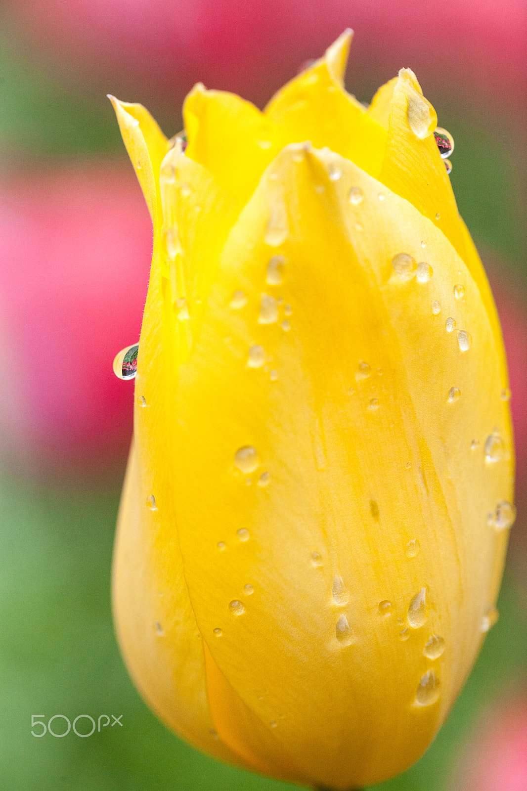 Canon EF 100mm F2.8L Macro IS USM sample photo. Yellow tulip photography
