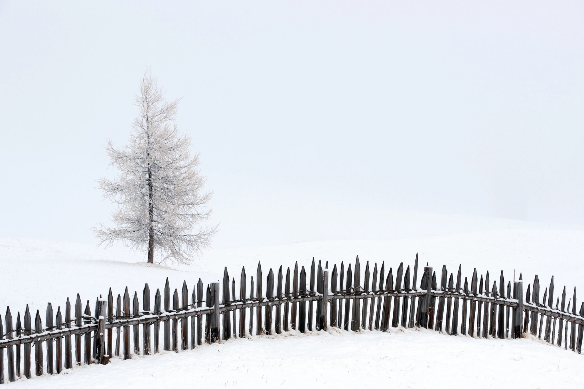 Sony Alpha DSLR-A900 sample photo. Fence and young larch photography