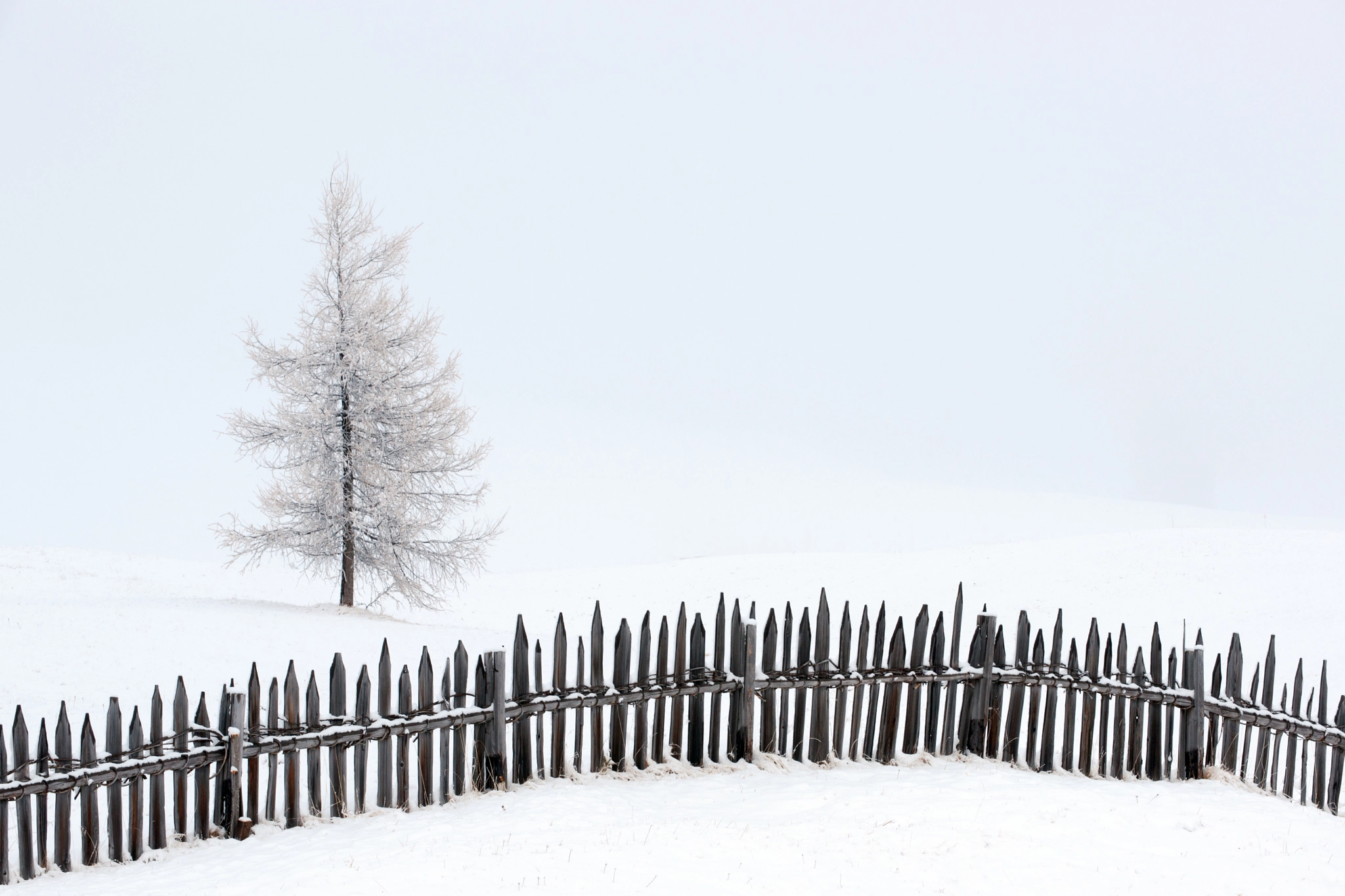 Minolta/Sony AF 70-200mm F2.8 G sample photo. Fence and young larch photography