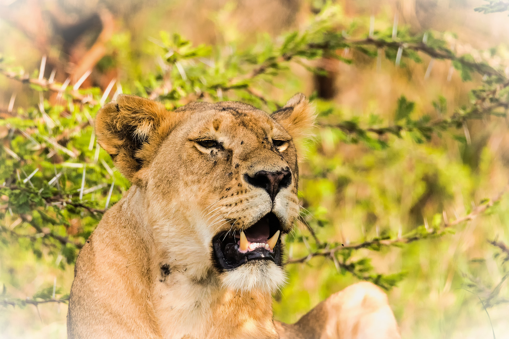 Canon EOS 7D Mark II + 150-600mm F5-6.3 DG OS HSM | Sports 014 sample photo. Lioness photography