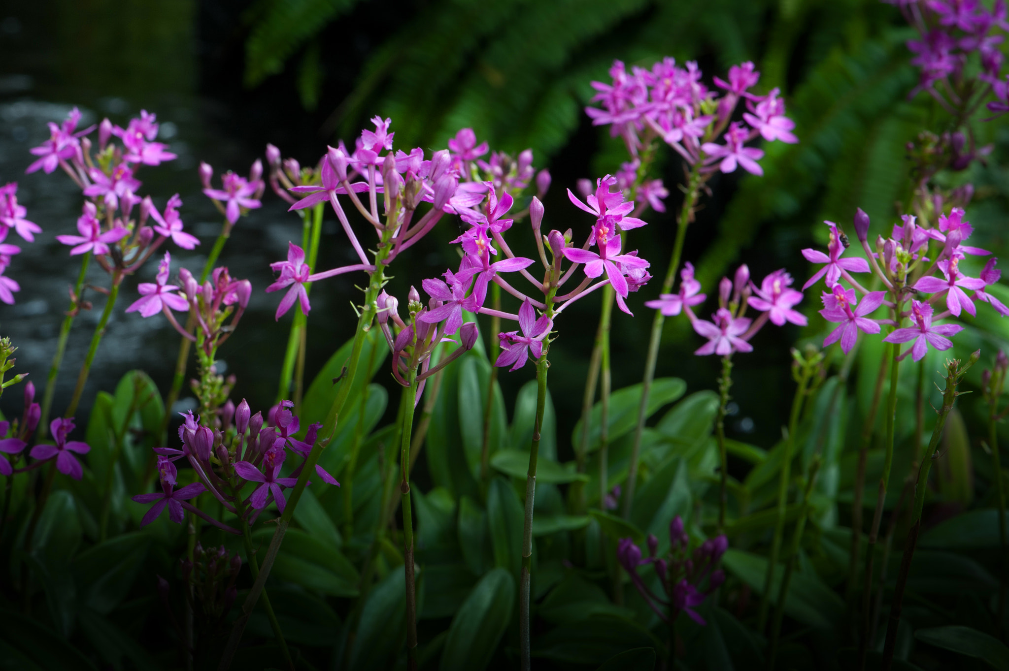 Nikon D700 + Nikon AF-S Micro-Nikkor 105mm F2.8G IF-ED VR sample photo. Colourful  orchids is beautiful. photography