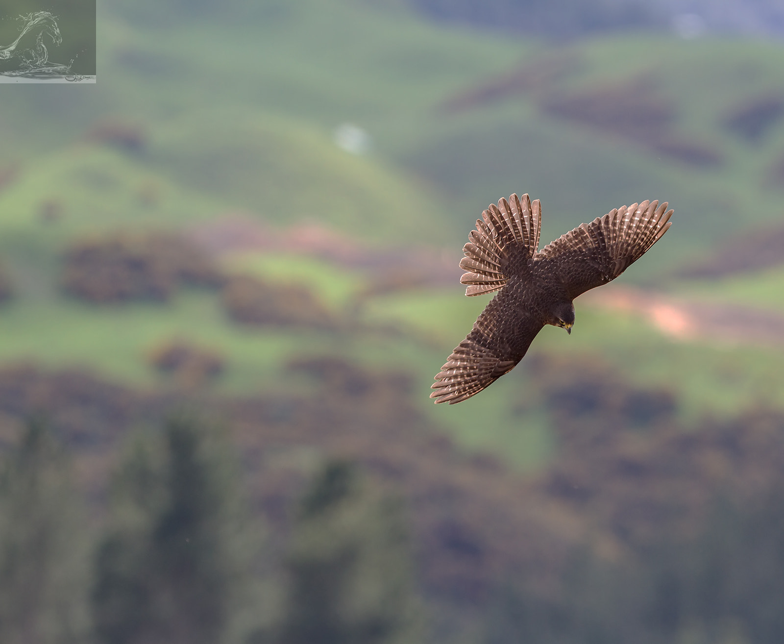 Canon EF 300mm F2.8L IS USM sample photo. Kārearea 98 photography