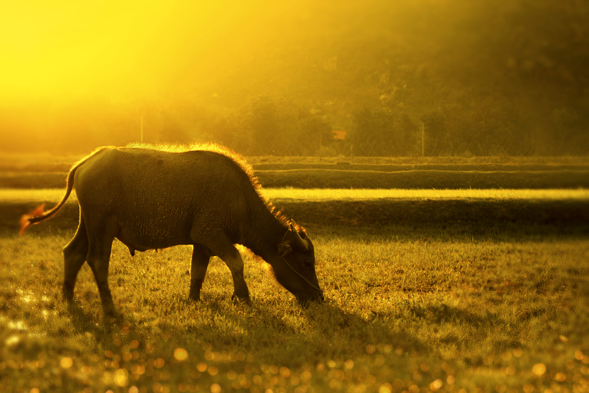 Canon EOS 50D sample photo. Lively afternoon photography