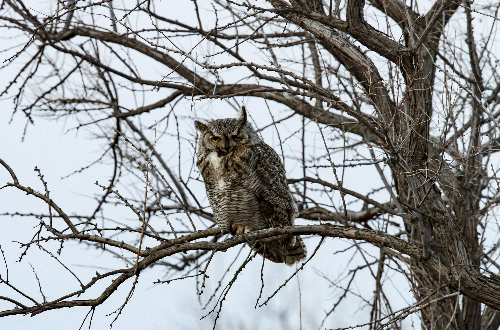 Canon EOS 7D + Canon EF 600mm F4L IS II USM sample photo. Owl photography