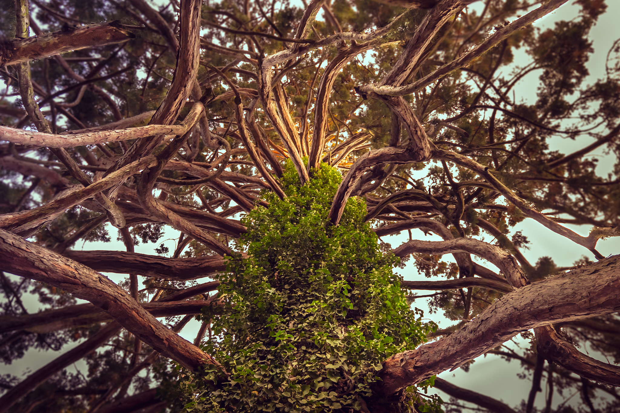 Nikon D750 + Nikon AF-S Nikkor 18-35mm F3.5-4.5G ED sample photo. Christchurch botanic garden photography