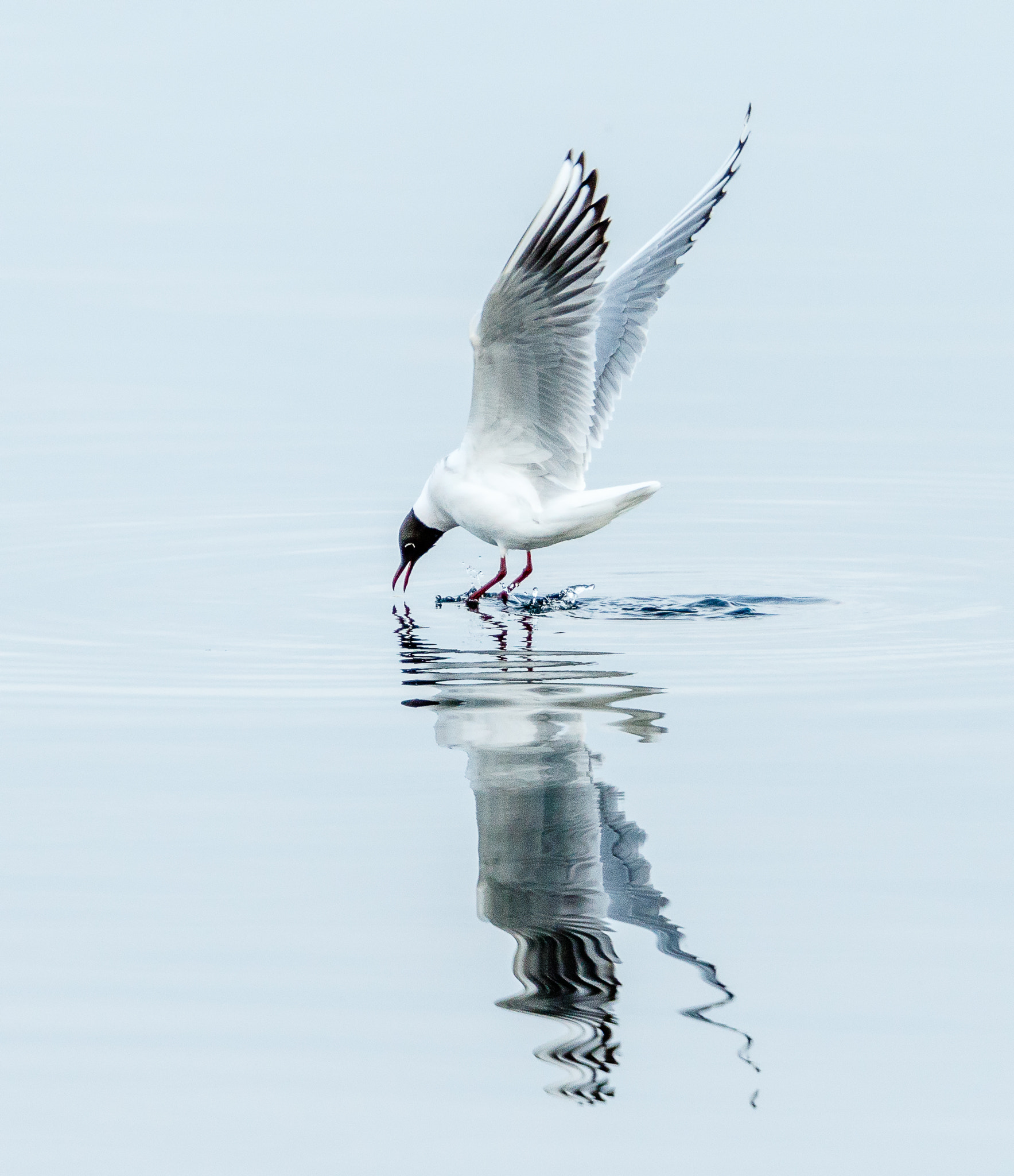 Canon EOS 7D Mark II + Canon EF 500mm F4L IS USM sample photo. Black-headed gull photography