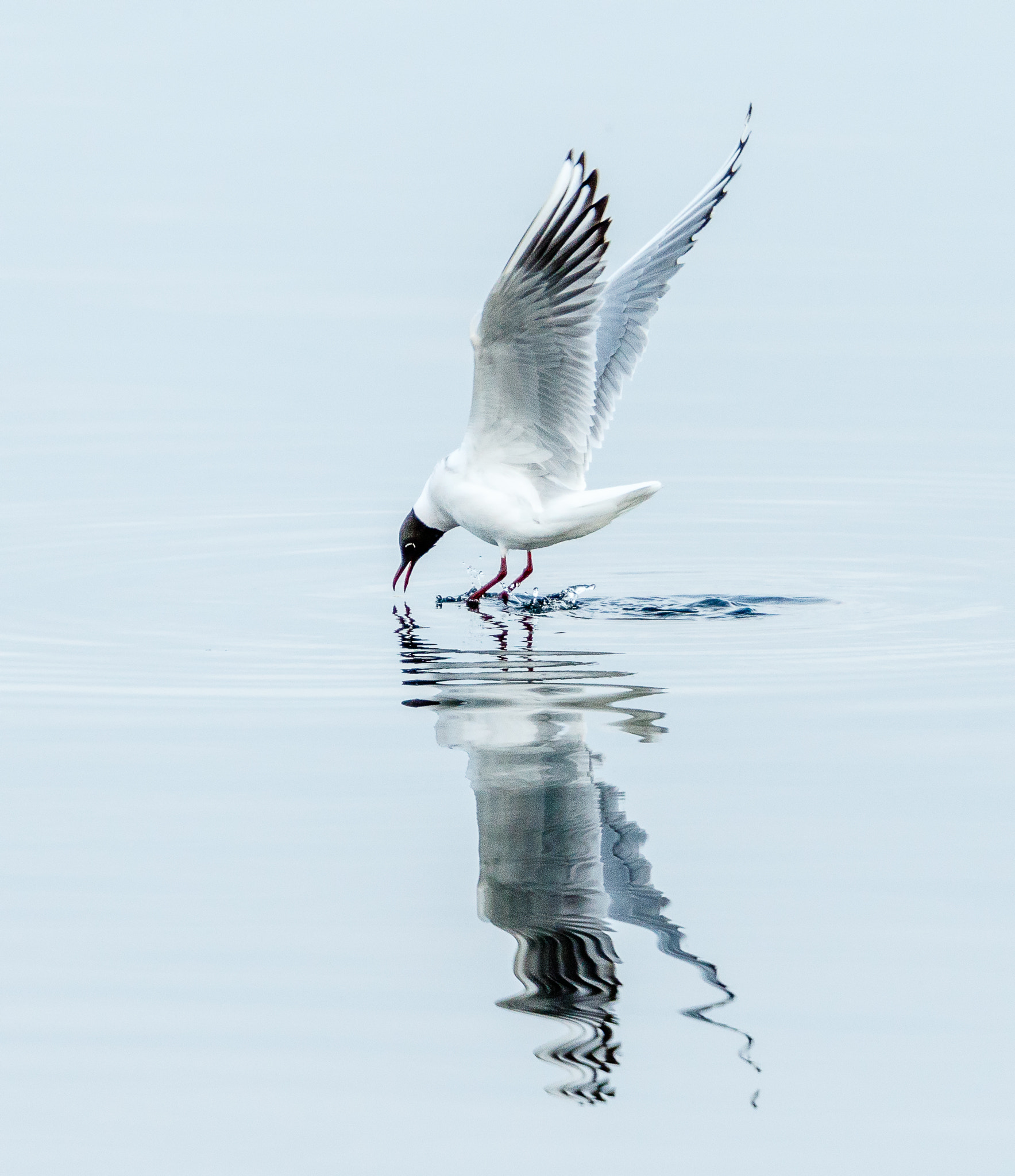 Canon EOS 7D Mark II sample photo. Black-headed gull photography