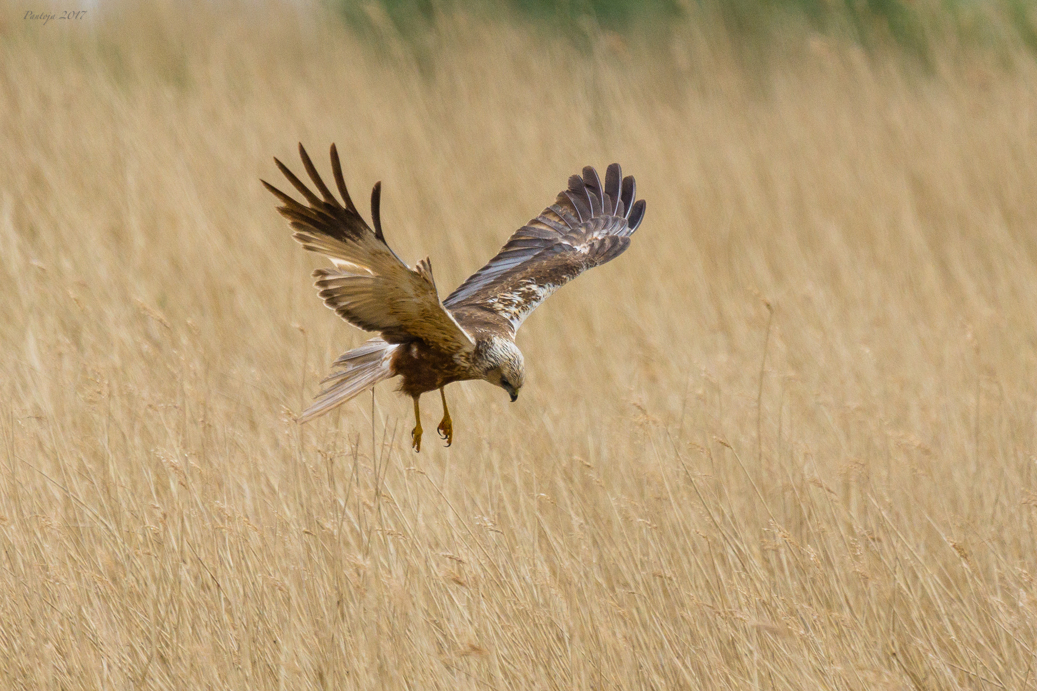 Sony 70-400mm F4-5.6 G SSM sample photo. Marsh harrier photography