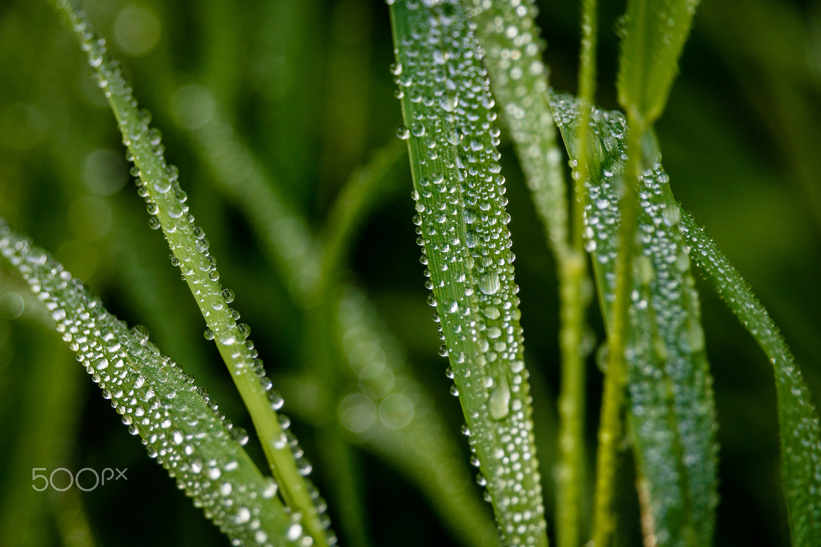 Canon EOS 750D (EOS Rebel T6i / EOS Kiss X8i) + Canon EF-S 55-250mm F4-5.6 IS STM sample photo. Morning dew photography