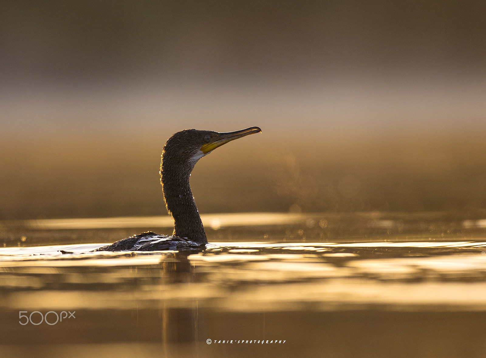 Canon EF 500mm F4L IS USM sample photo. Great cormorant photography