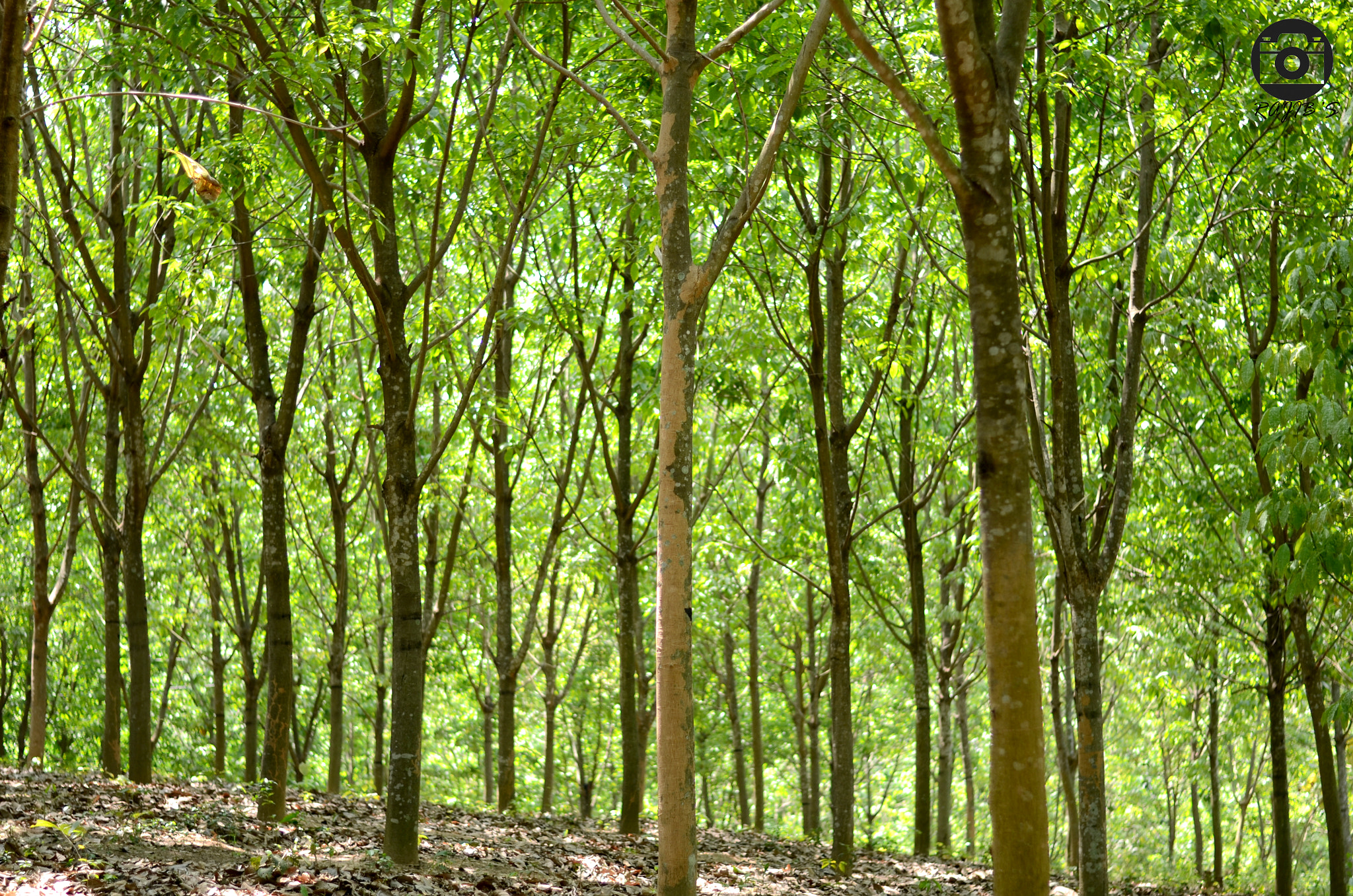 Nikon D7000 + Nikon AF-S Nikkor 50mm F1.8G sample photo. Rubber forest photography