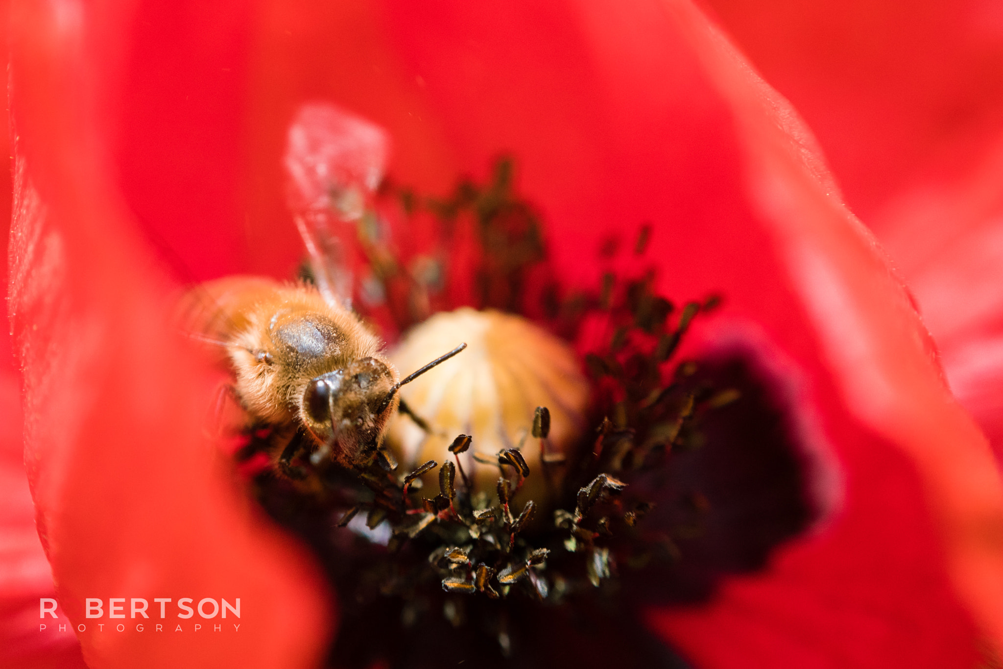 Canon EF 50mm F1.8 II sample photo. Bee peaking out photography
