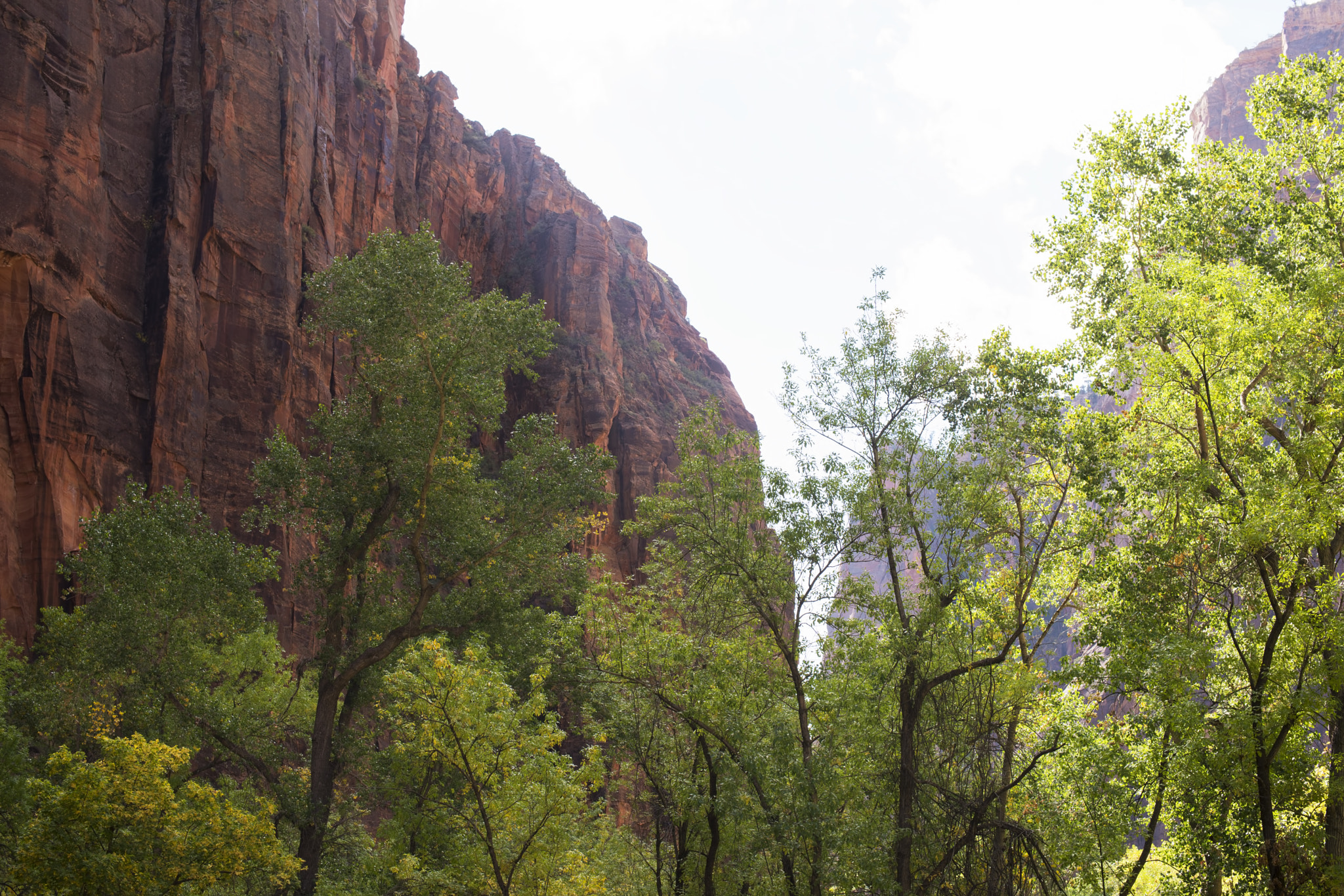 Nikon D600 sample photo. Canyon trees (1) photography