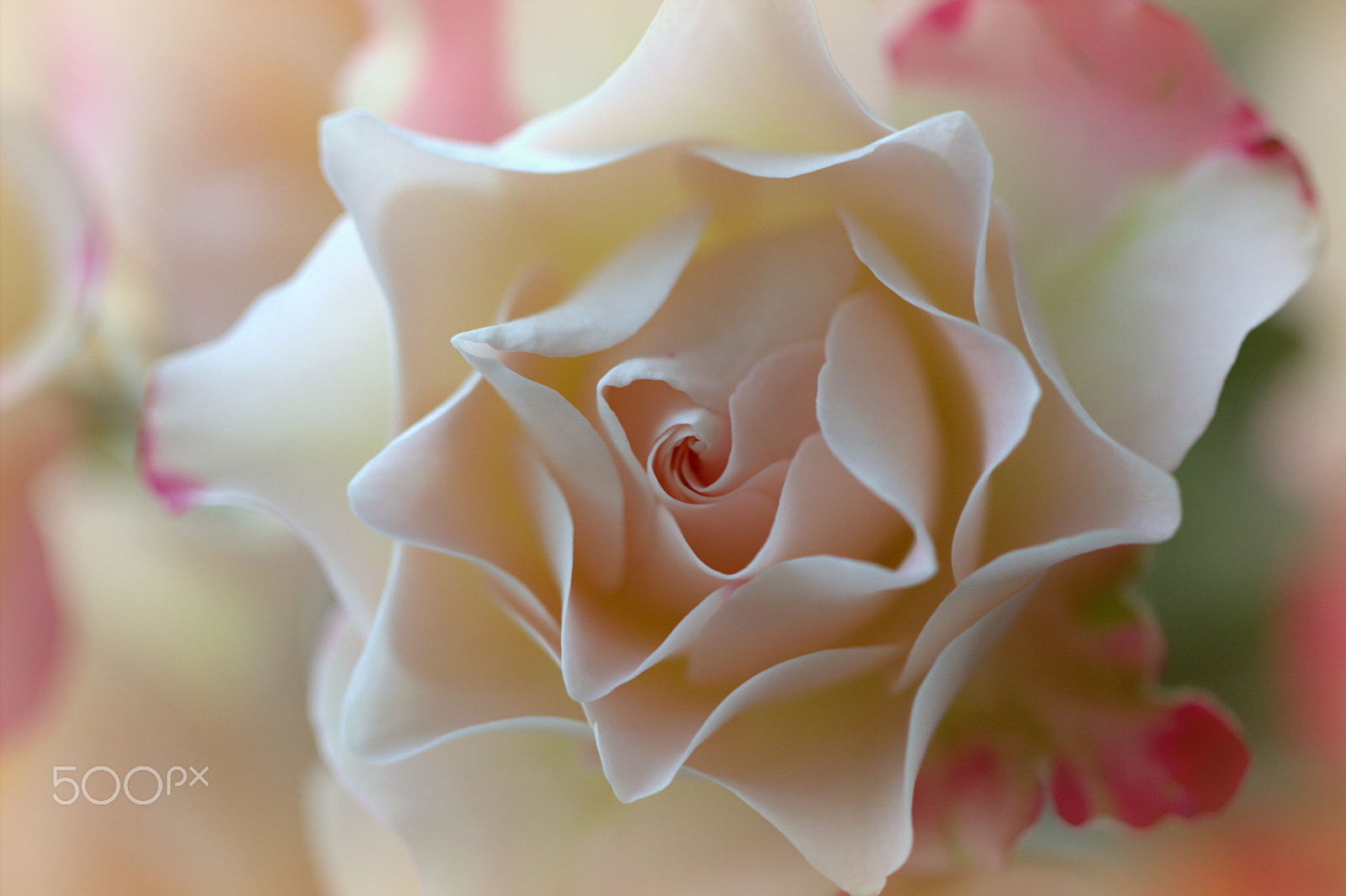 Canon EF 100mm F2.8L Macro IS USM sample photo. Pure beauty photography