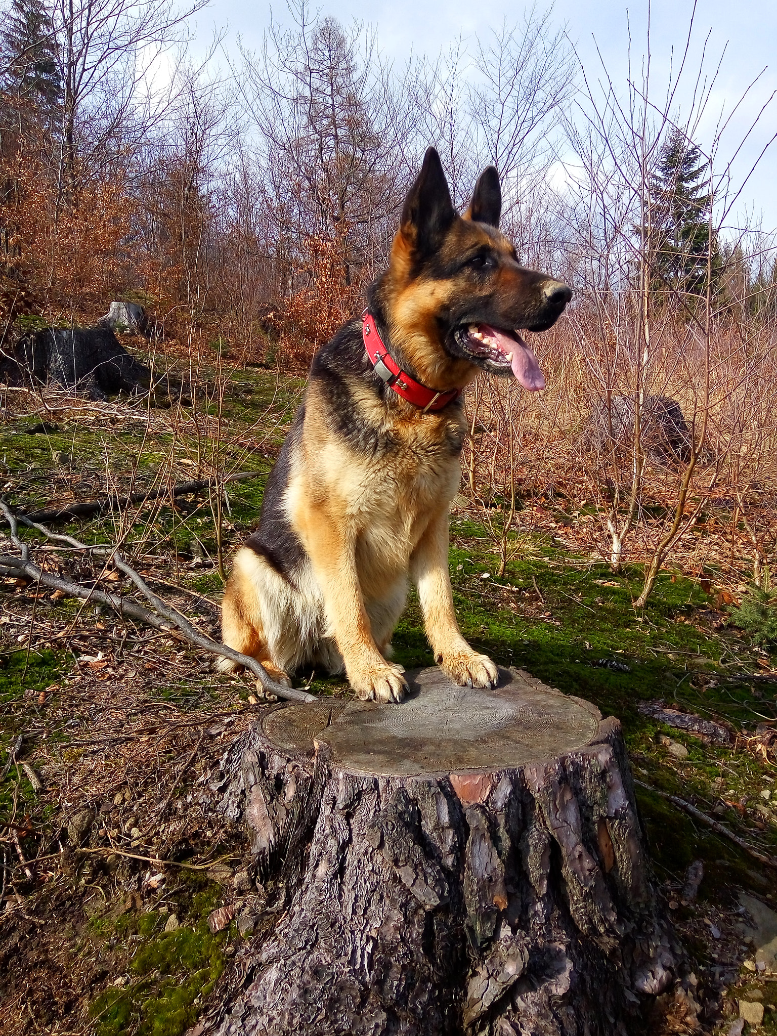 Xiaomi HM Note 2 sample photo. Rita german shepherd dog photography