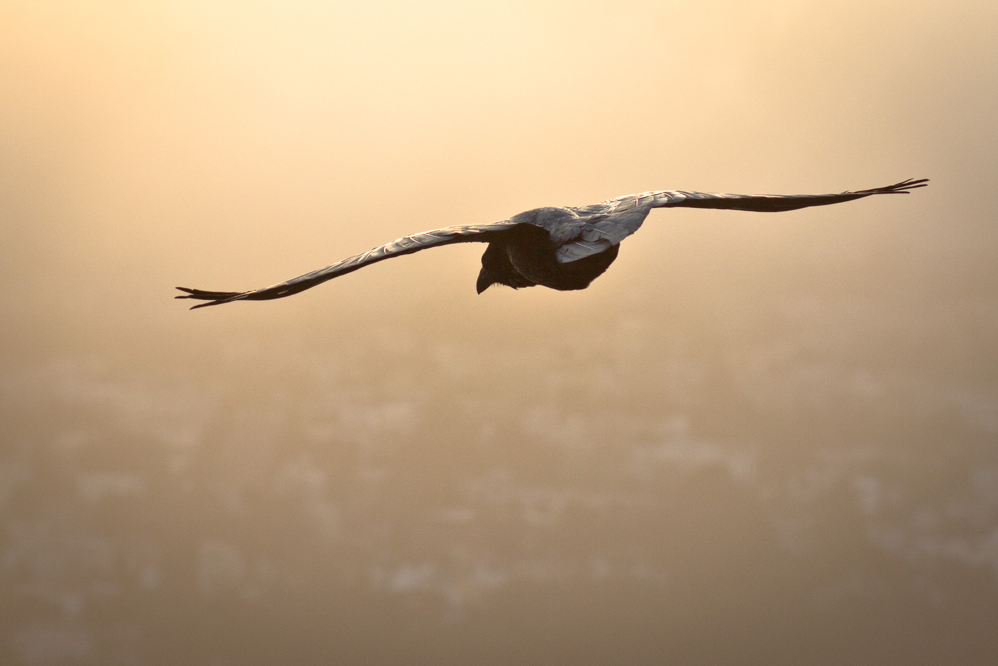Canon EOS 60D sample photo. Sunset raven flight photography