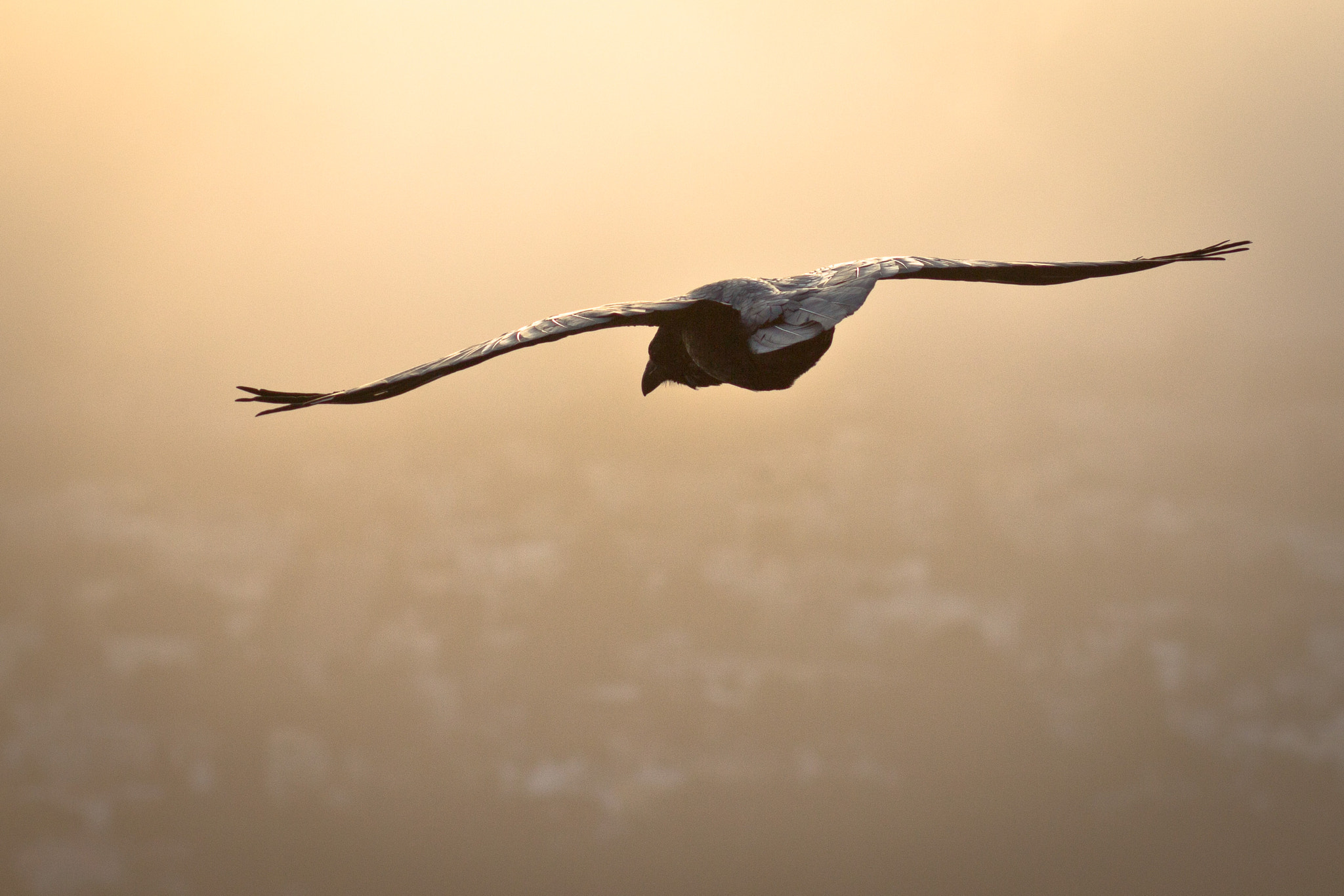 Canon EOS 60D + Canon EF 85mm F1.8 USM sample photo. Sunset raven flight photography