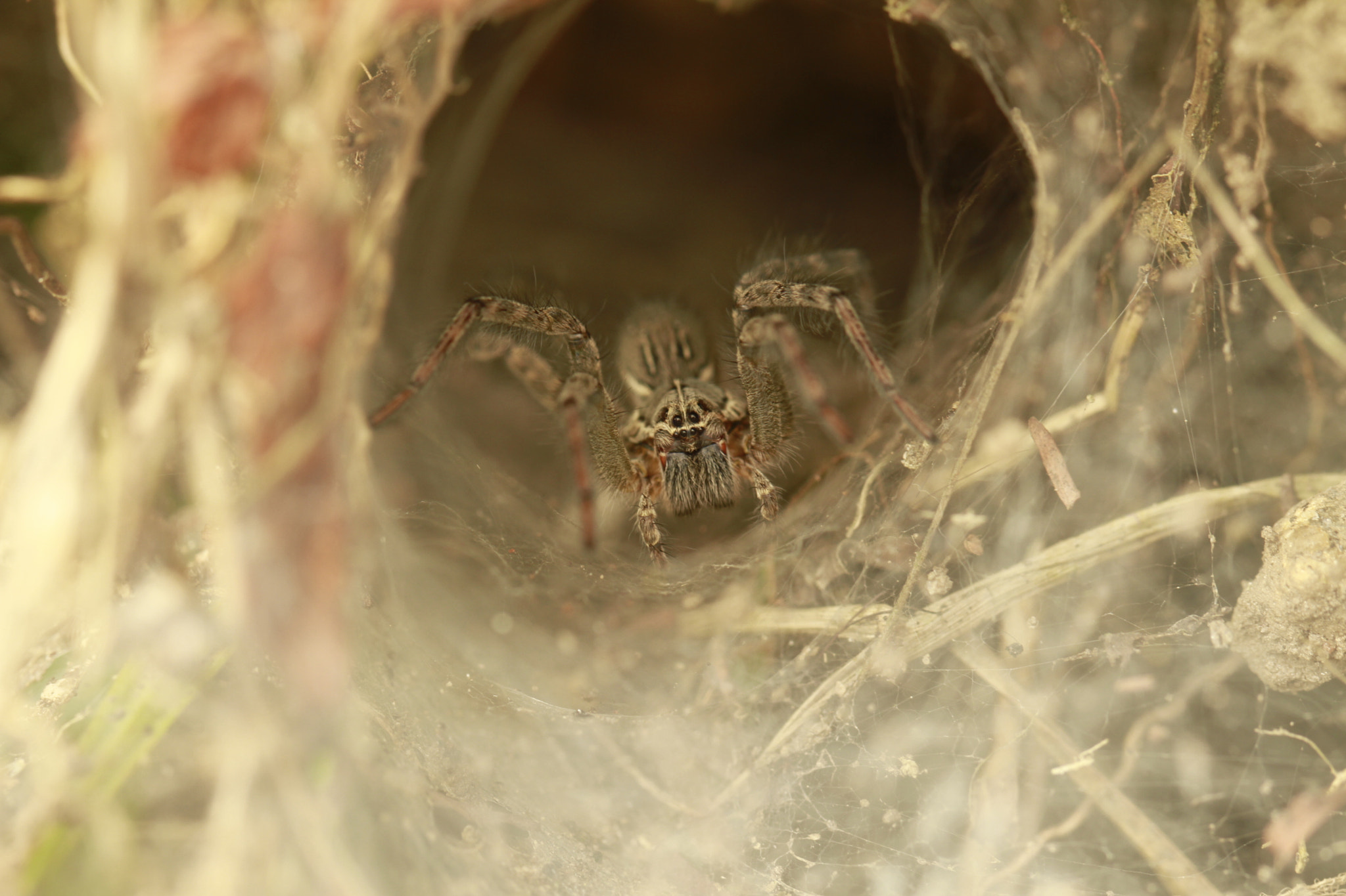 Canon EF 100mm F2.8L Macro IS USM sample photo. Waiting ... photography