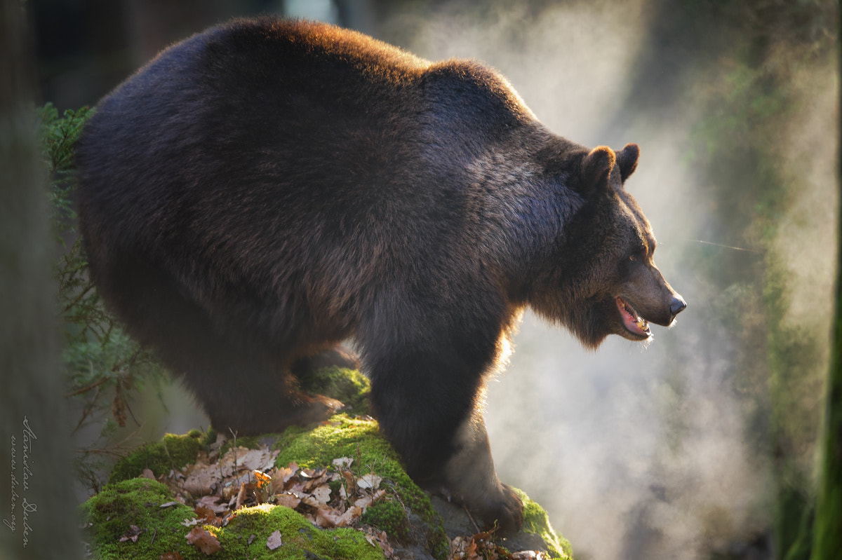 Nikon D3S sample photo. Colossus - brown bear photography