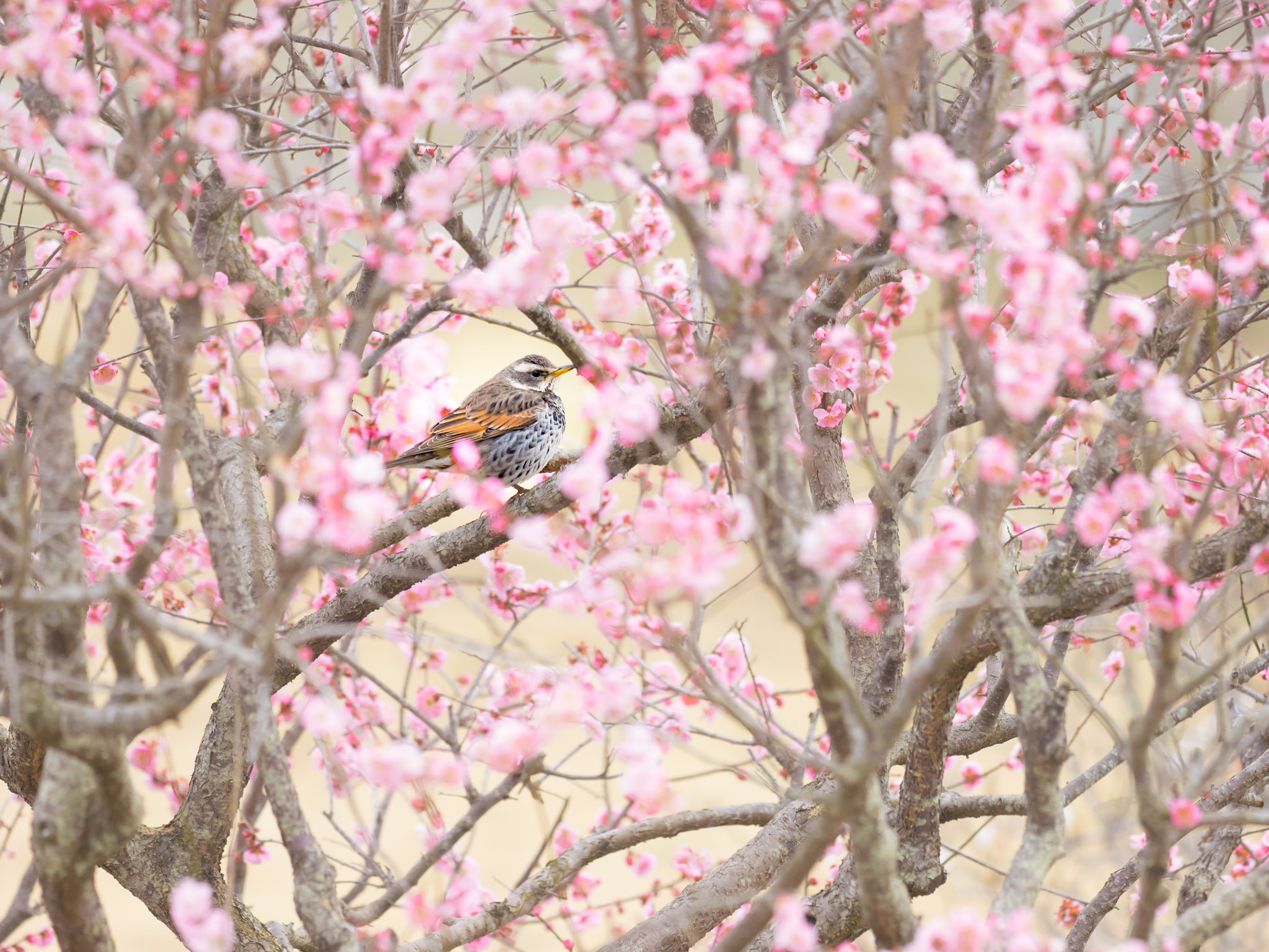 Olympus OM-D E-M1 sample photo. Plum trees and bird photography