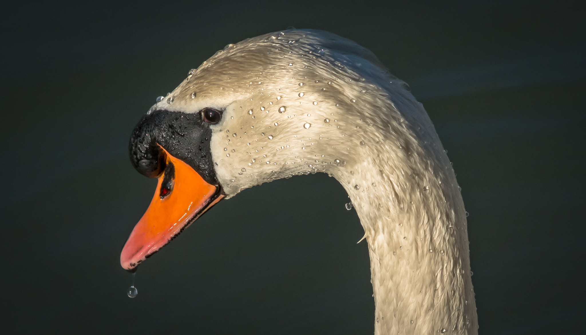 Sigma 70-300mm F4-5.6 APO DG Macro sample photo. Swan photography