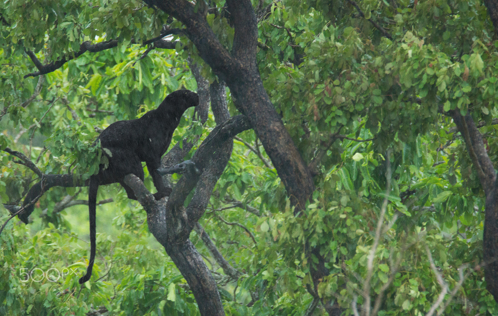 Sony SLT-A65 (SLT-A65V) + Tamron SP 150-600mm F5-6.3 Di VC USD sample photo. Black panther photography