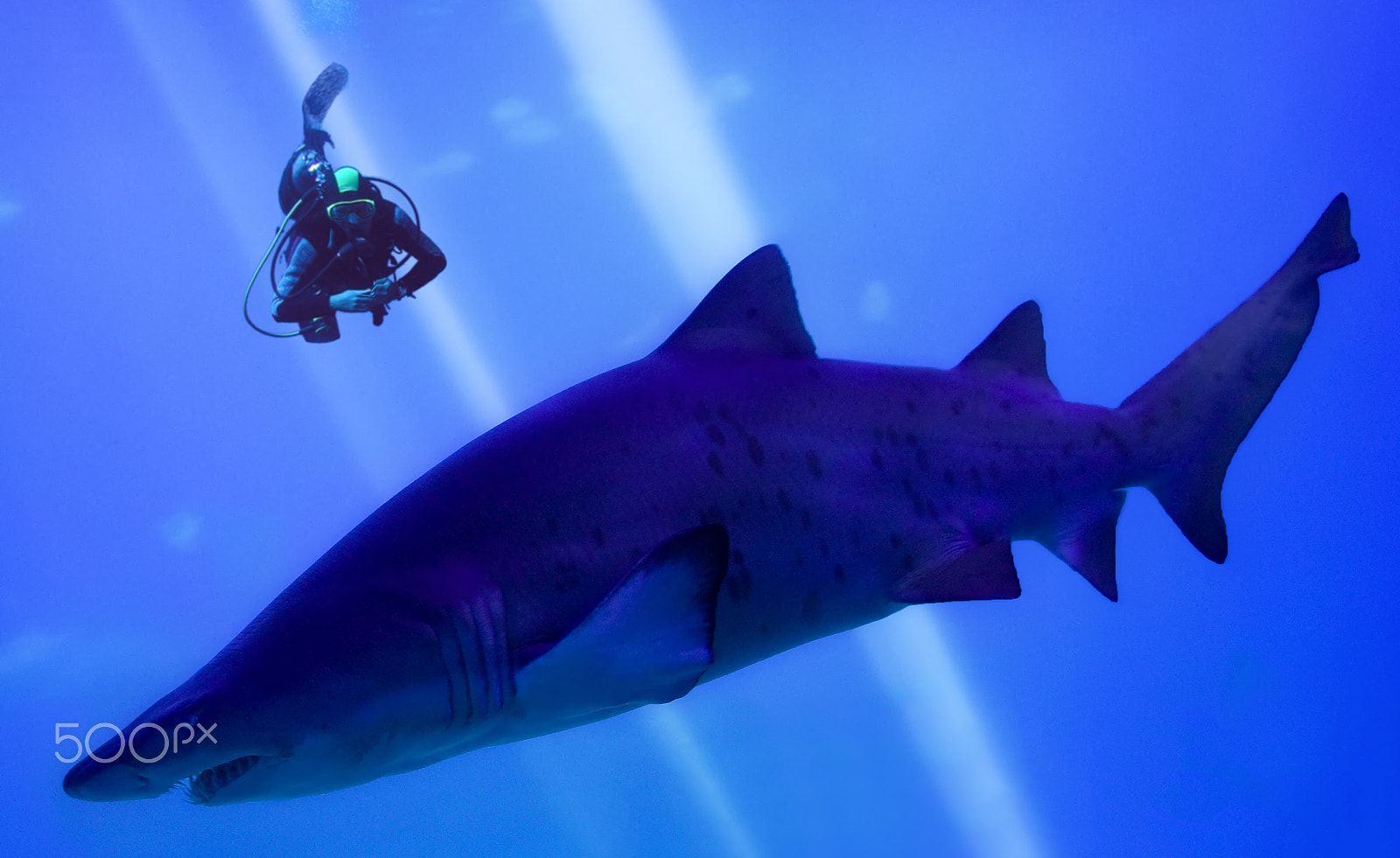 Canon EOS-1D Mark III sample photo. Shark photography