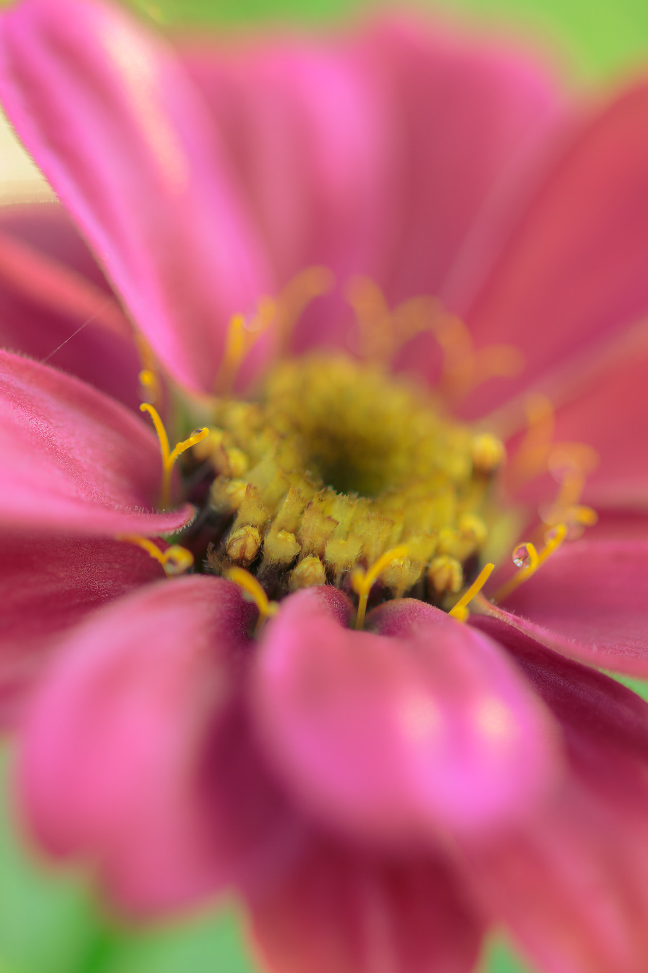 Sigma 105mm F2.8 EX DG OS HSM sample photo. Nature  photography