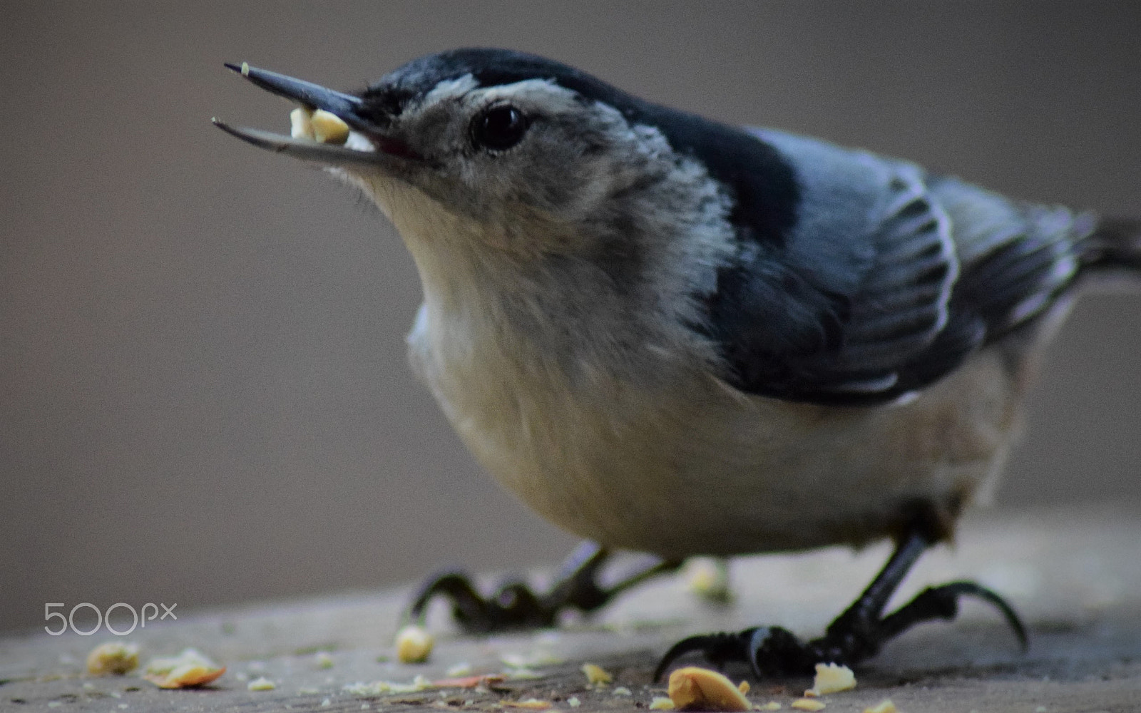 Tamron AF 70-300mm F4-5.6 Di LD Macro sample photo. Nuthatch close and personal with nut photography