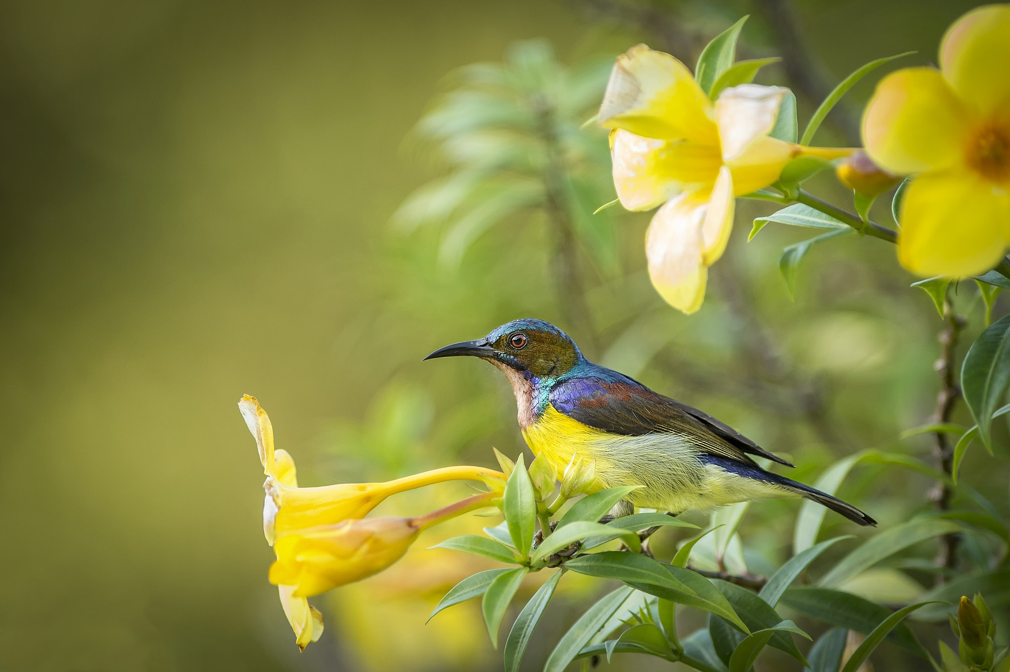 Nikon D4S + Nikon AF-S Nikkor 300mm F2.8G ED VR II sample photo. Sunbird photography