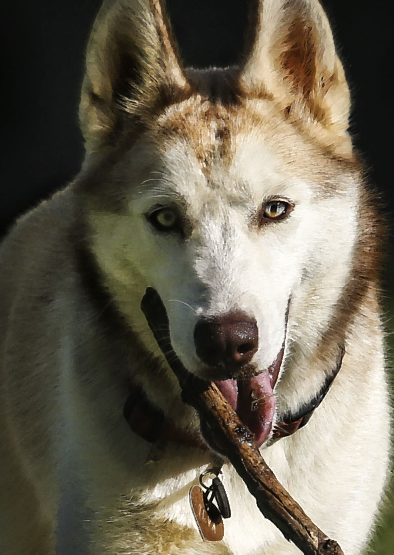 Canon EF 70-300mm F4-5.6L IS USM sample photo. The stick photography