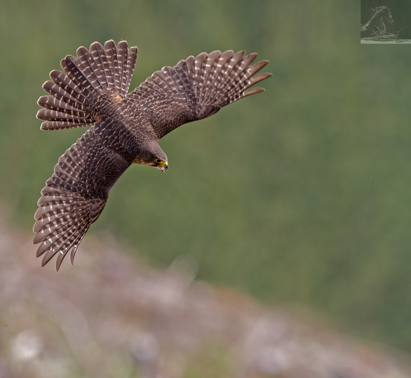 Canon EF 300mm F2.8L IS USM sample photo. Kārearea 99 photography