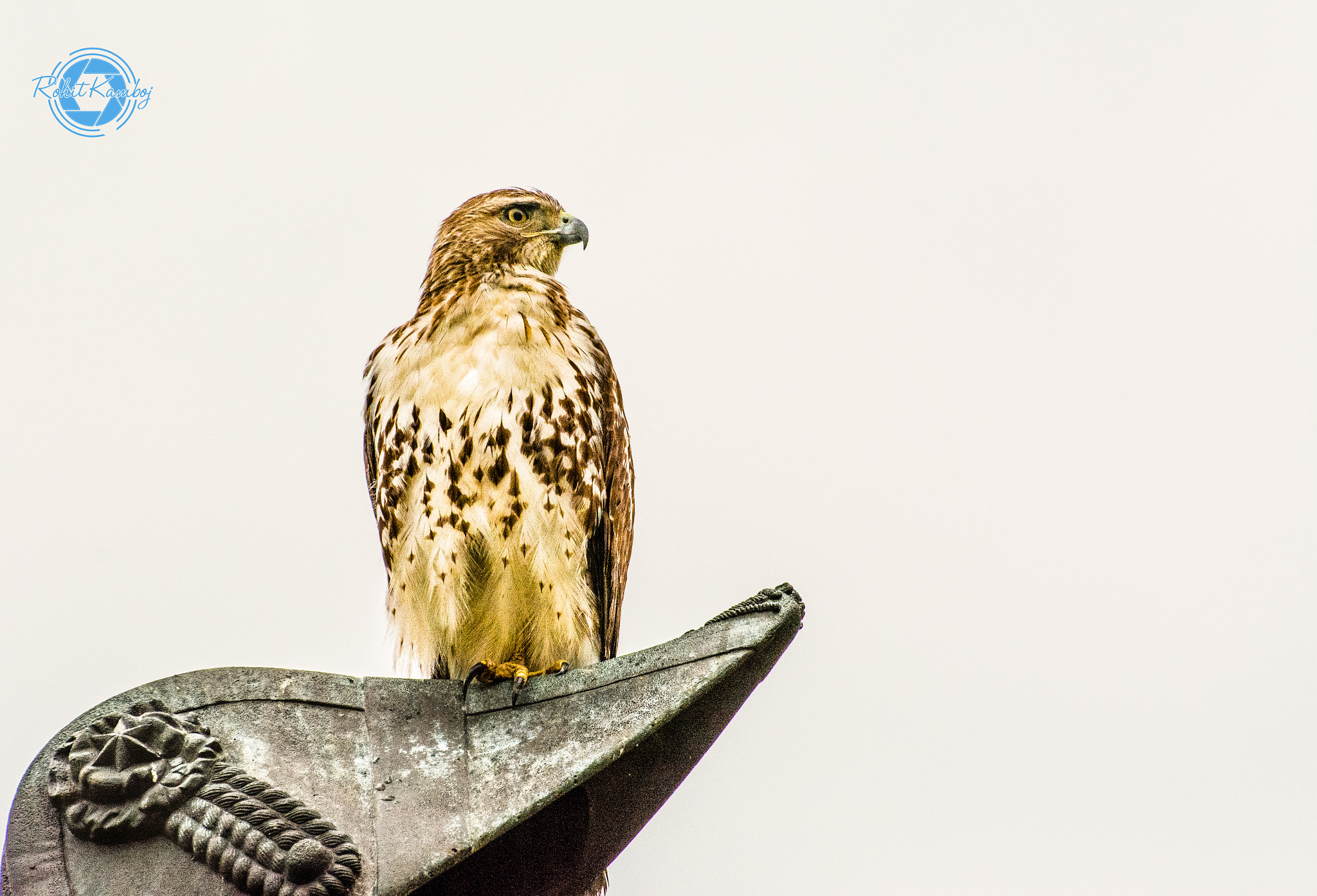 Nikon D7100 sample photo. Red-tailed hawk photography