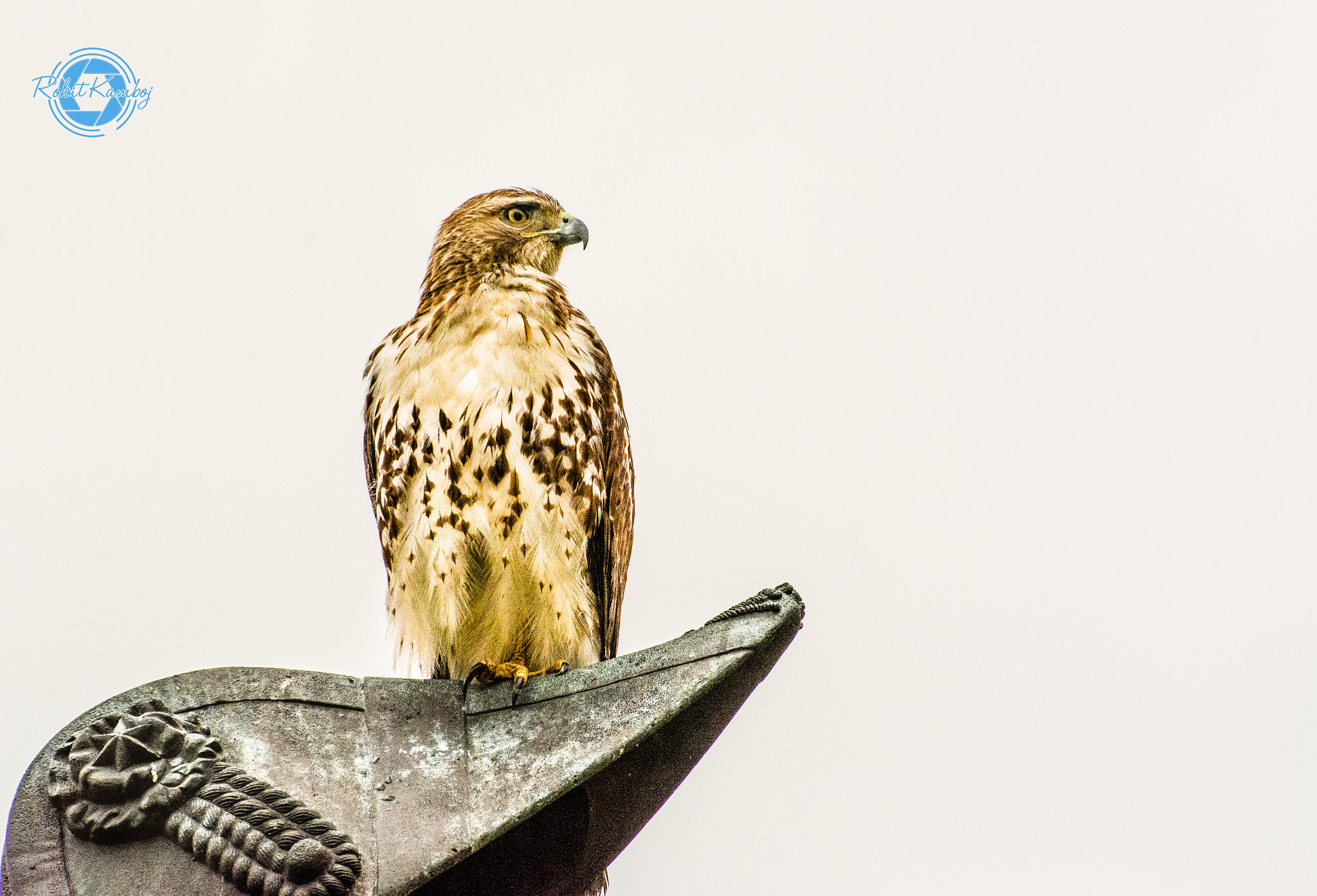 Nikon D7100 + Nikon AF-S Nikkor 70-300mm F4.5-5.6G VR sample photo. Red-tailed hawk photography