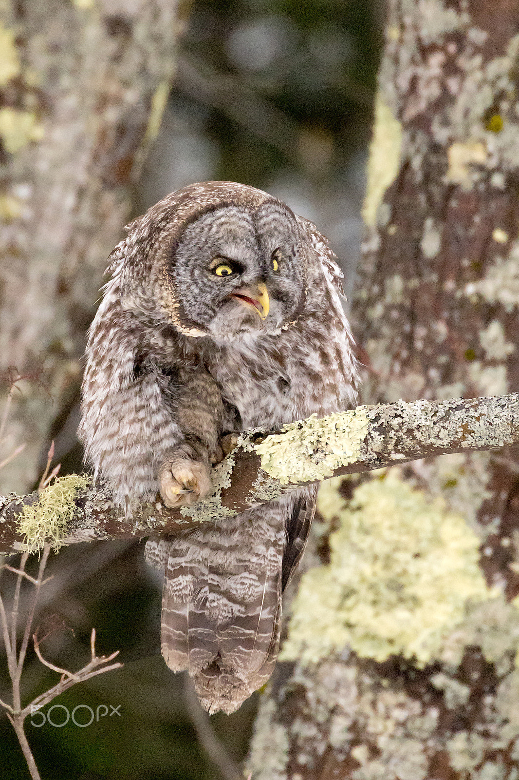 Canon EOS 7D Mark II + Canon EF 100-400mm F4.5-5.6L IS II USM sample photo. Great gray owl photography