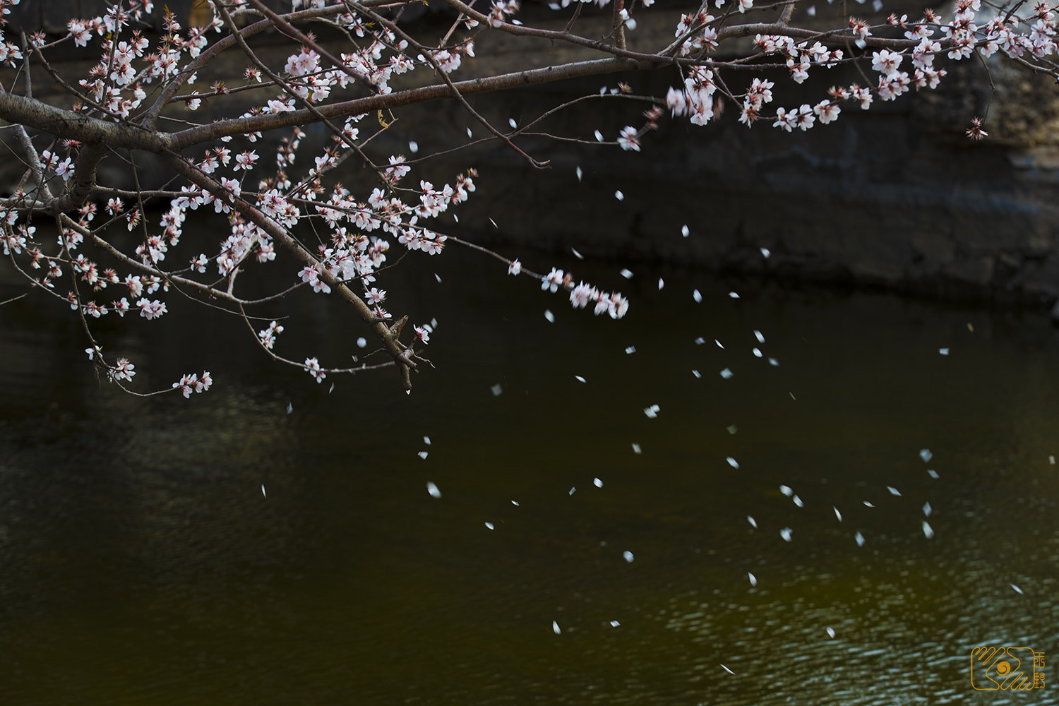 Canon EOS-1D X Mark II sample photo. Falling flowers photography