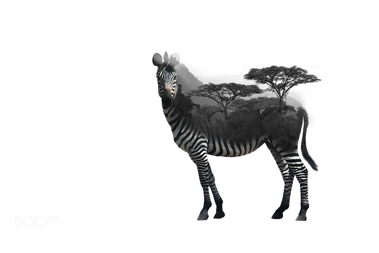 Nikon D800E sample photo. Zebra in double exposure photography