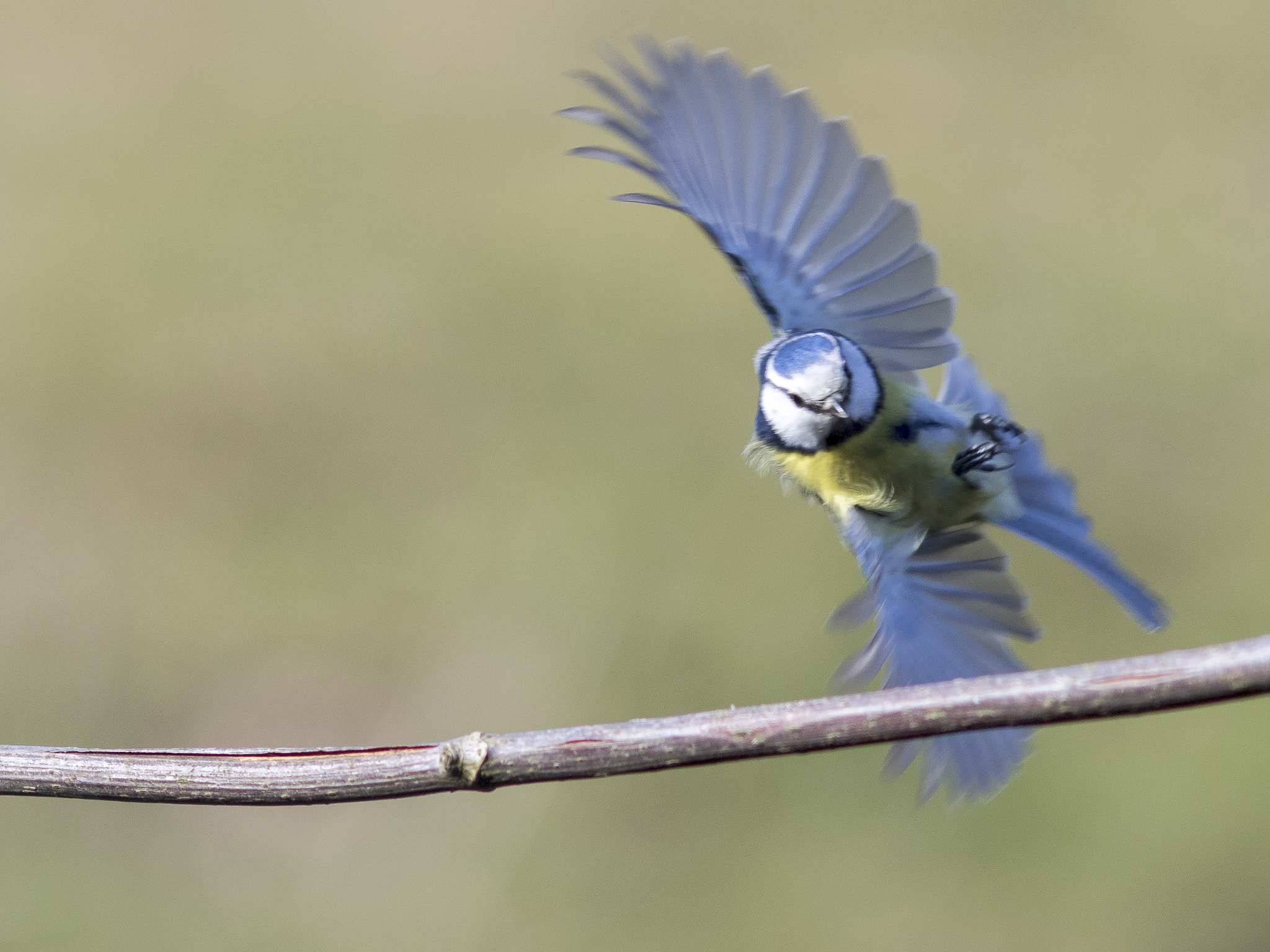 Canon EF 200mm F2.8L II USM sample photo. Blue  tit  à l'approche photography