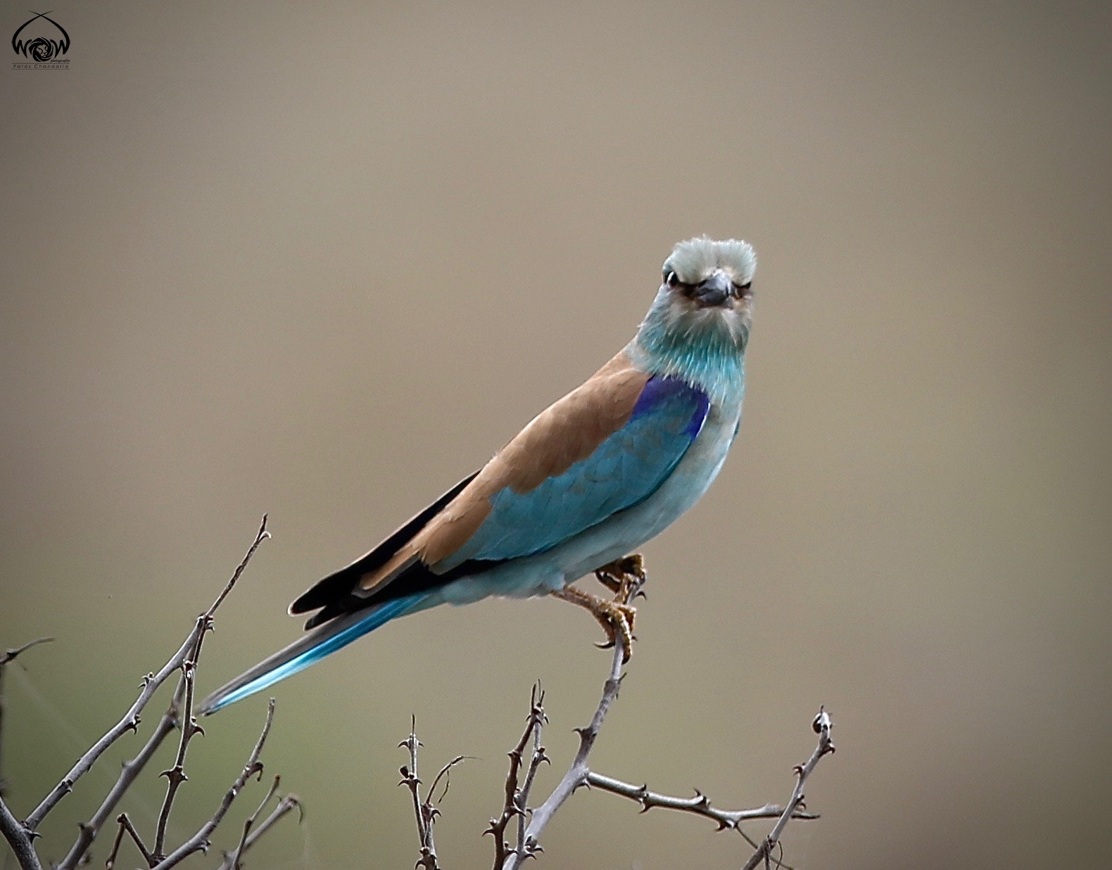 Canon EF 400mm F2.8L IS II USM sample photo. The european roller photography
